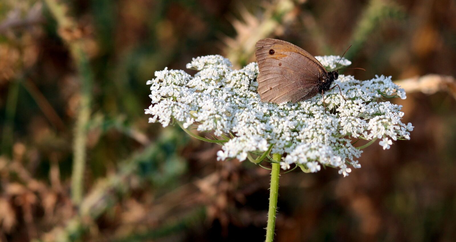 Canon EOS 700D (EOS Rebel T5i / EOS Kiss X7i) + Canon EF 85mm F1.8 USM sample photo. Butterfly, flower, brown photography