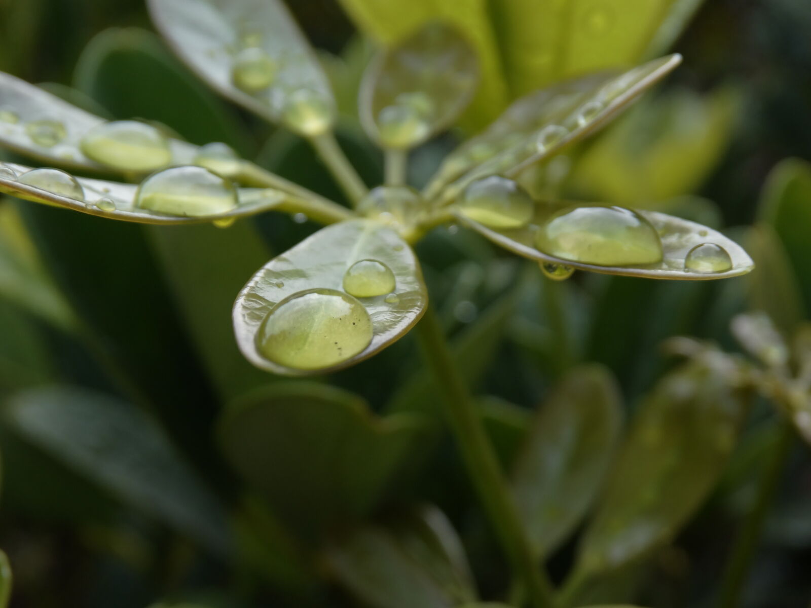 Sony Cyber-shot DSC-HX300 sample photo. After, the, rain, dew photography