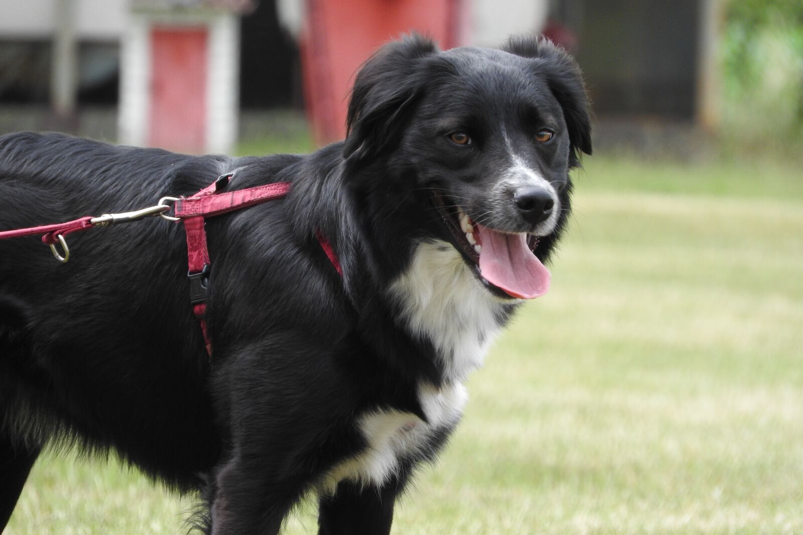Nikon Coolpix P610 sample photo. Border collie, collie, black photography