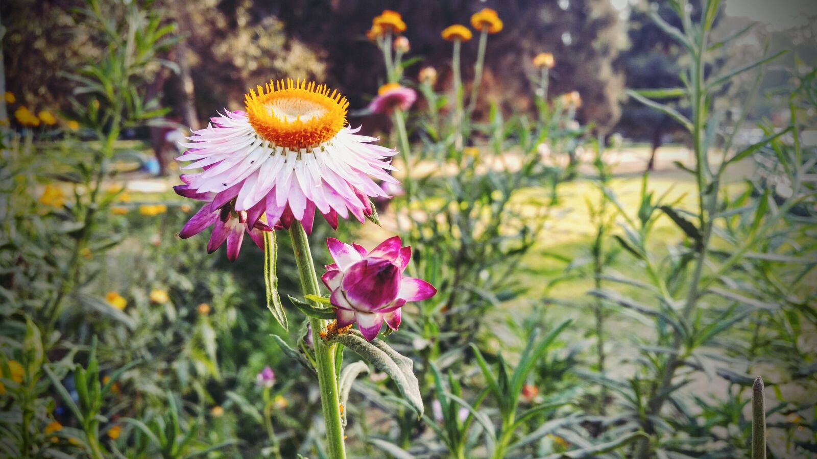 Samsung Galaxy S5 sample photo. Spring, flowers, plants photography
