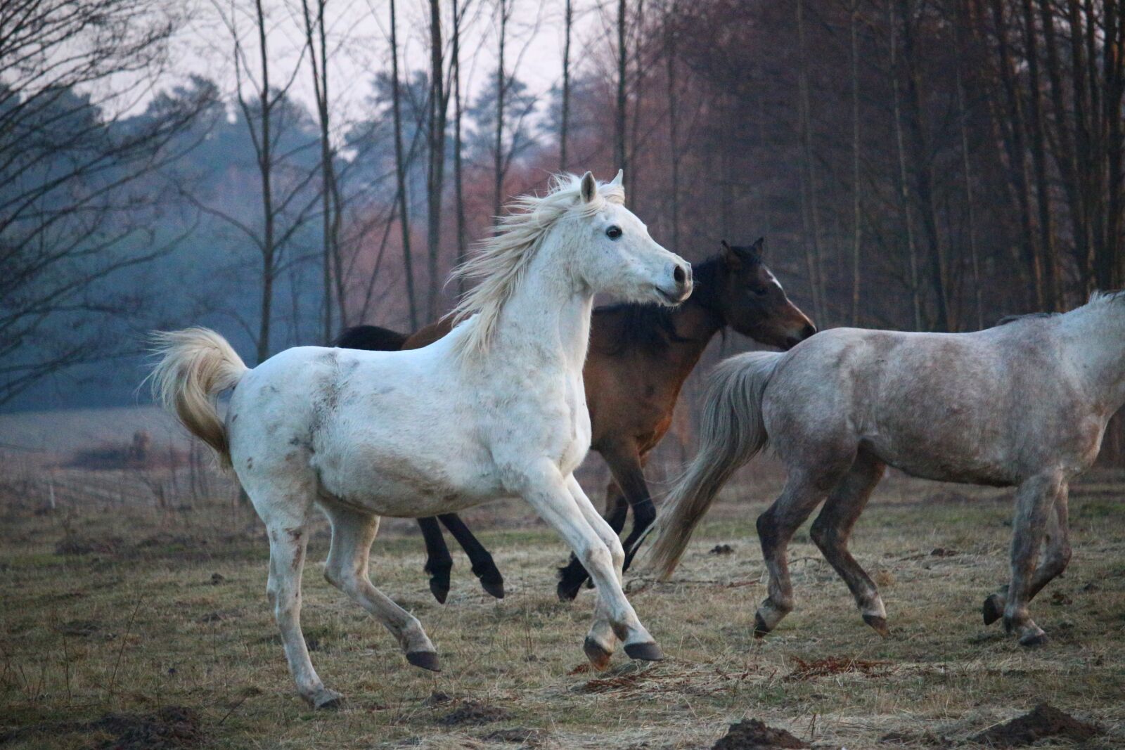 Canon EOS 100D (EOS Rebel SL1 / EOS Kiss X7) sample photo. Horse, mold, thoroughbred arabian photography