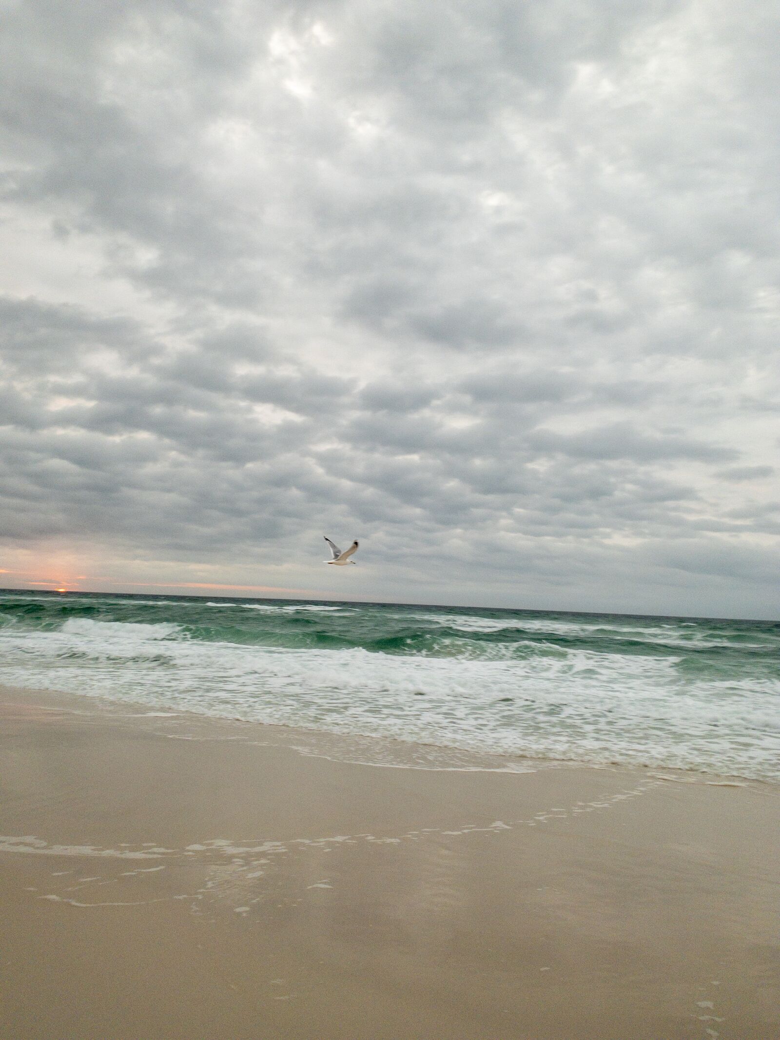 Apple iPhone XS sample photo. Beach, seagull, morning photography