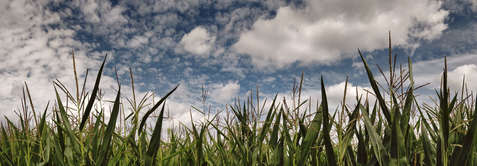 OnePlus 5 sample photo. Cornfield, sky, clouds photography