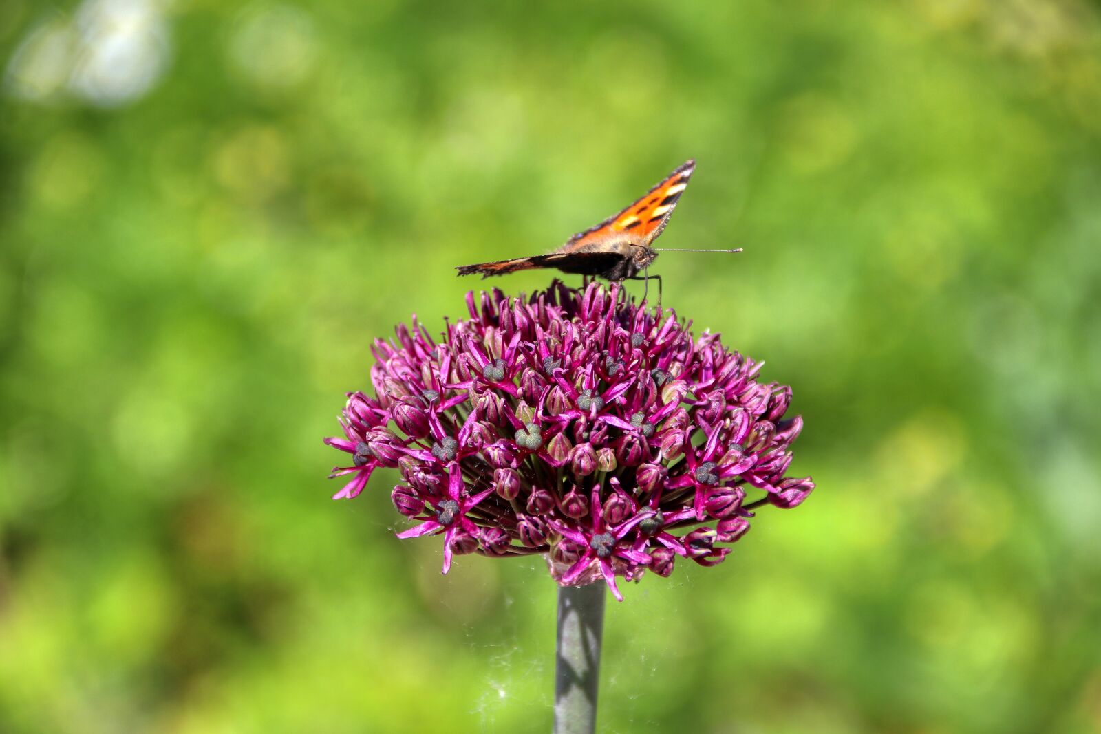Canon EOS 80D sample photo. Butterfly, flower, insect photography