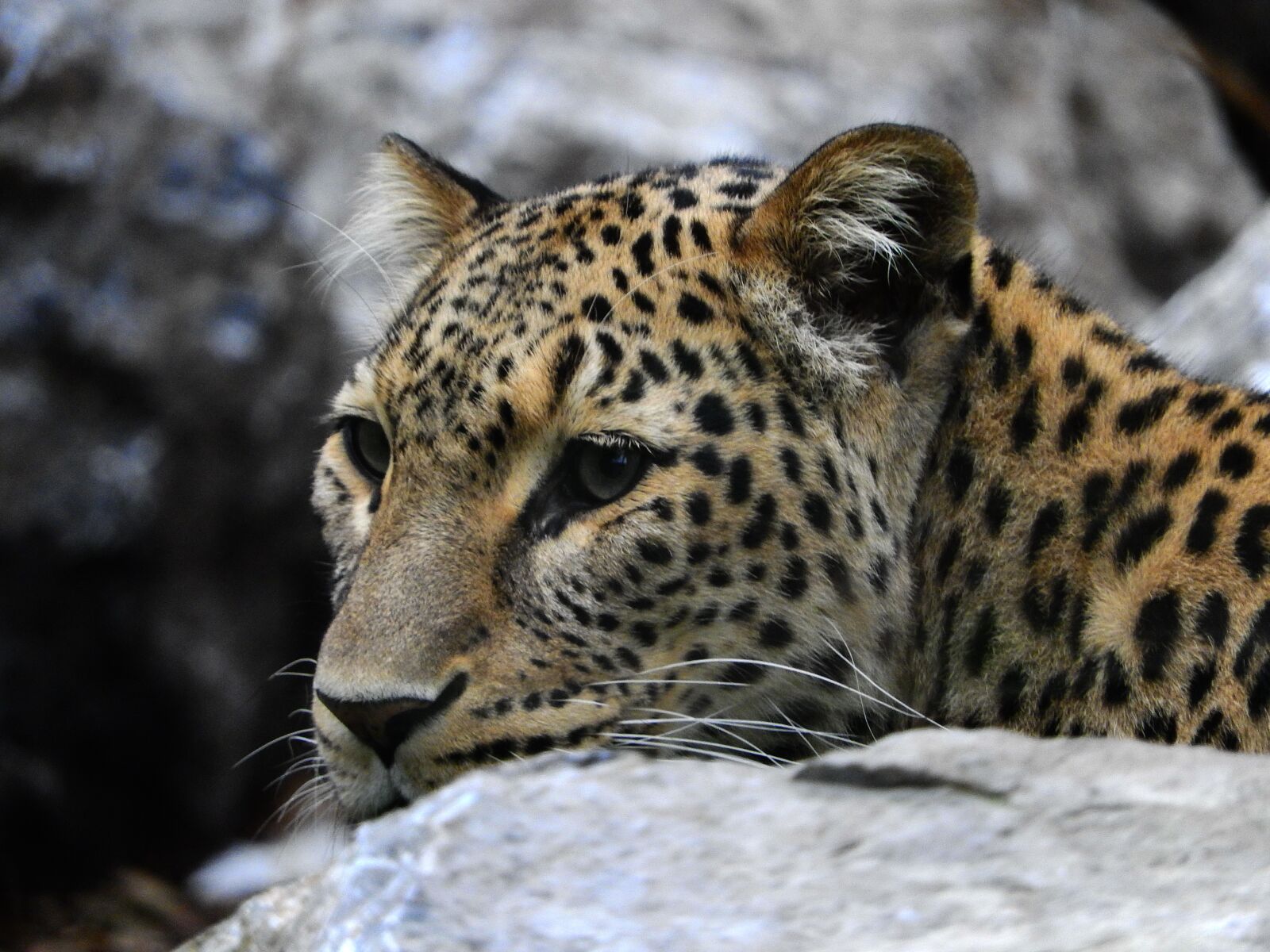 Nikon Coolpix P610 sample photo. Leopard, stone, zoo photography