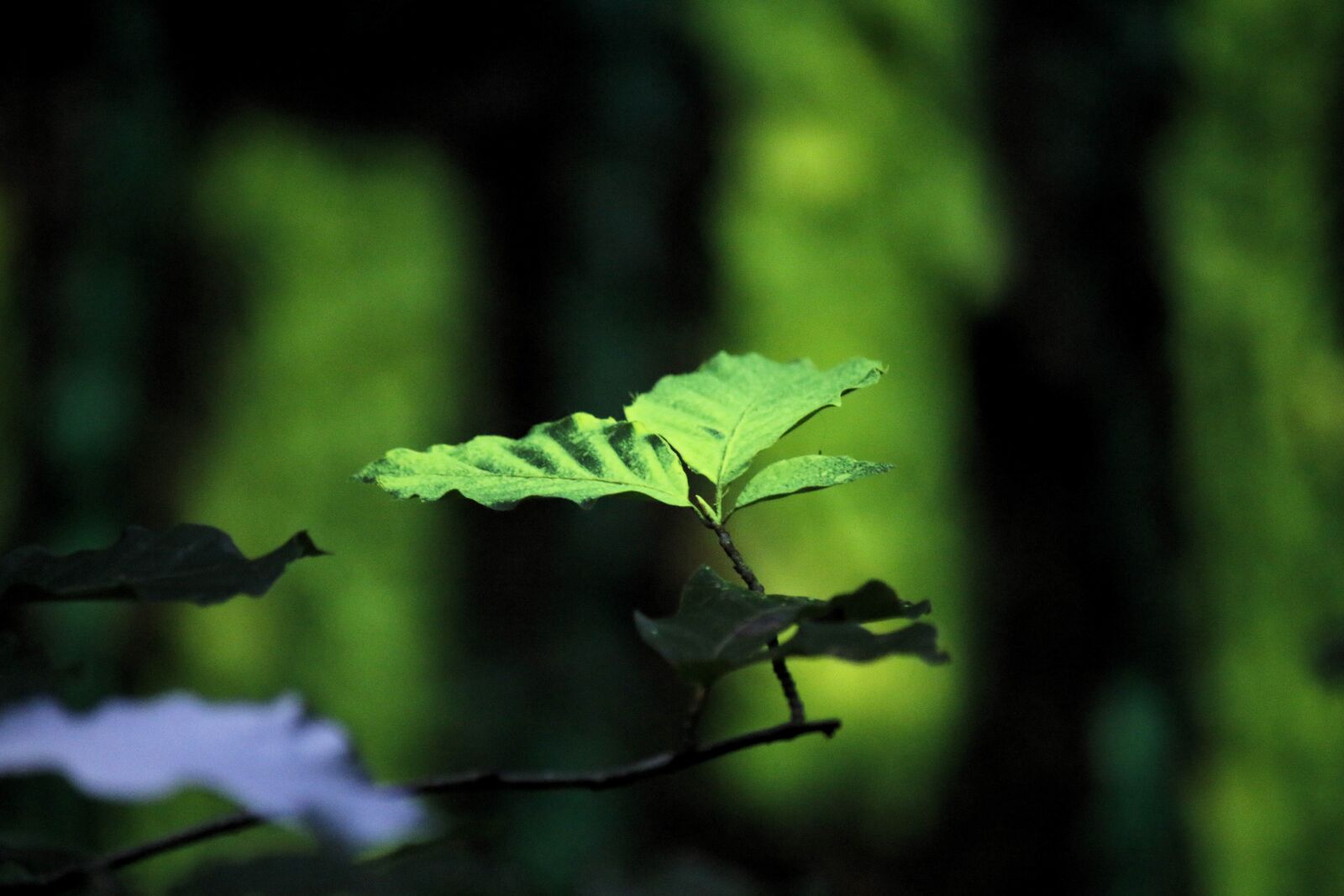 Canon EF-S 55-250mm F4-5.6 IS sample photo. Land-art, forest art, leaf photography