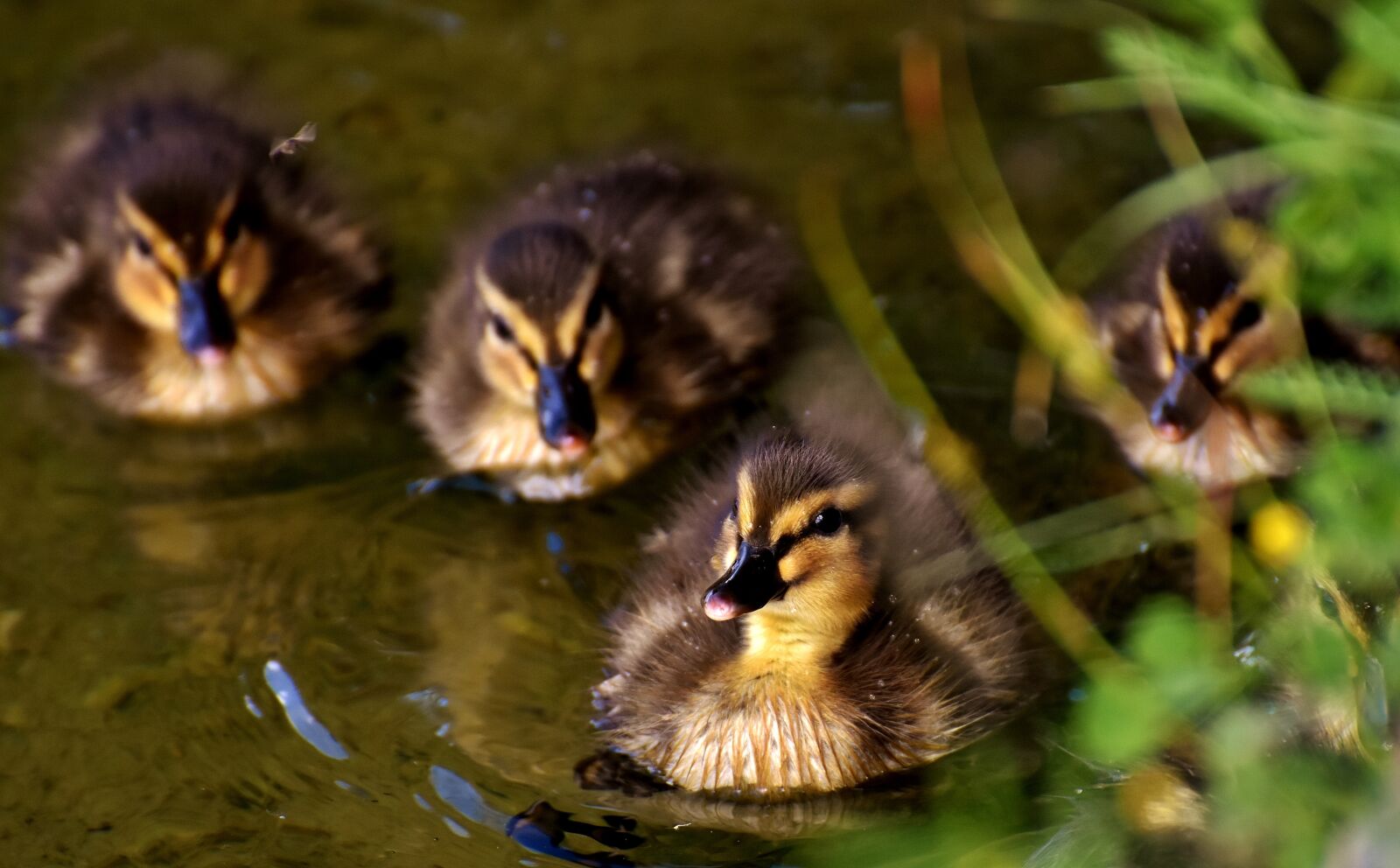 Nikon D7200 sample photo. Mallards, chicks, baby photography