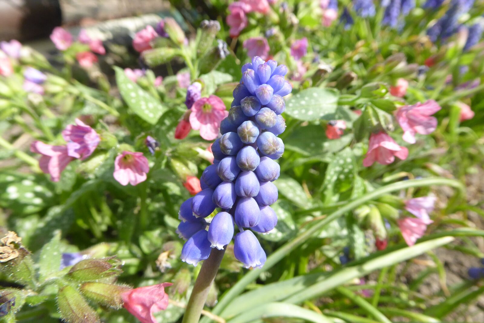 Panasonic Lumix DMC-ZS50 (Lumix DMC-TZ70) sample photo. Nature, flower, plant photography