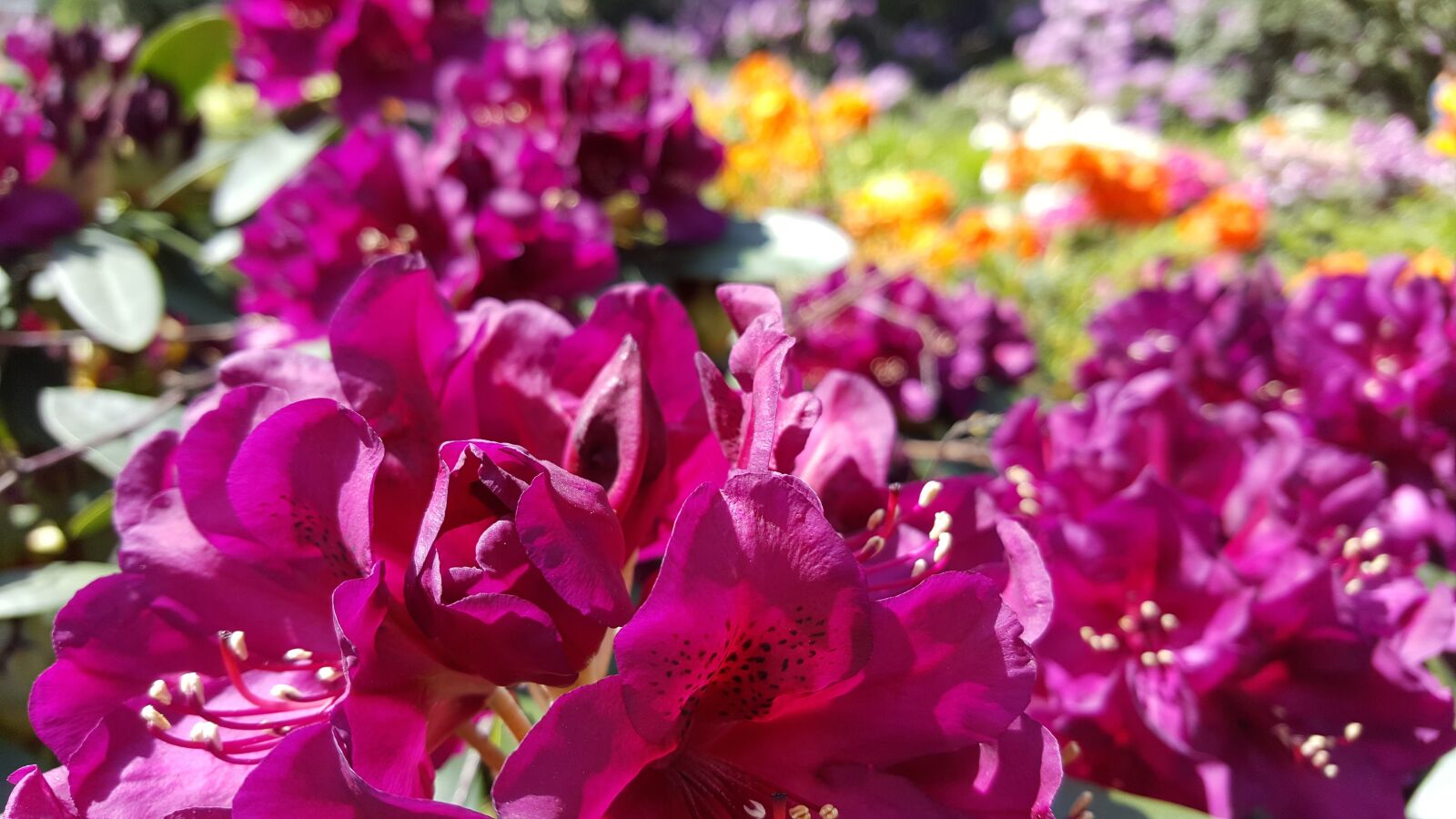 Samsung GALAXY S6 edge sample photo. Rhododendron, full bloom, close photography