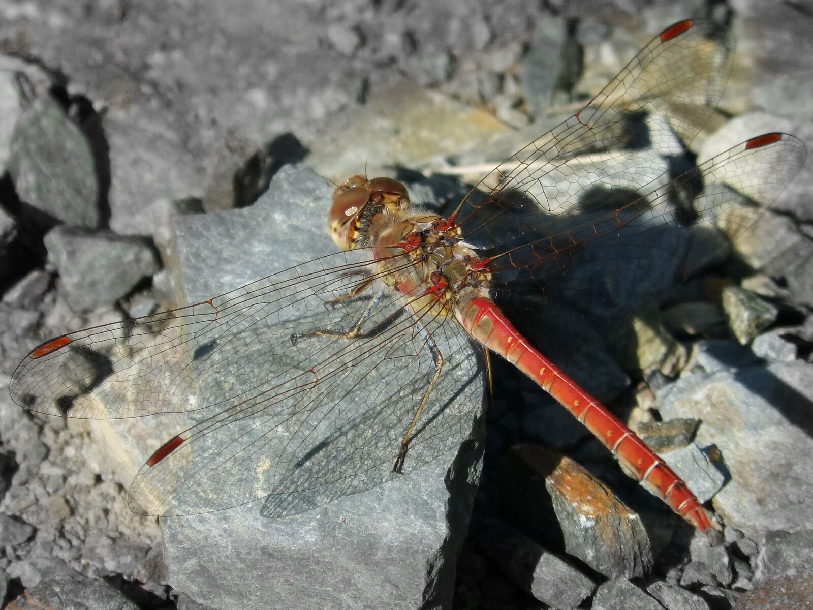Panasonic DMC-FZ62 sample photo. Dragonfly, rock, red dragonfly photography