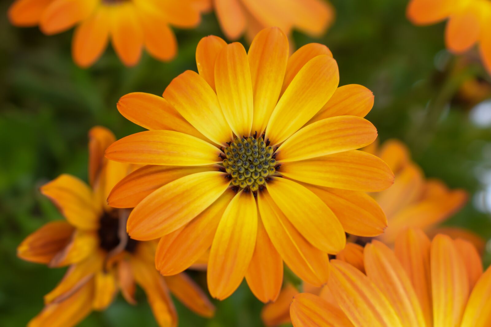 Nikon D5300 sample photo. Orange blossom, marigold, calendula photography