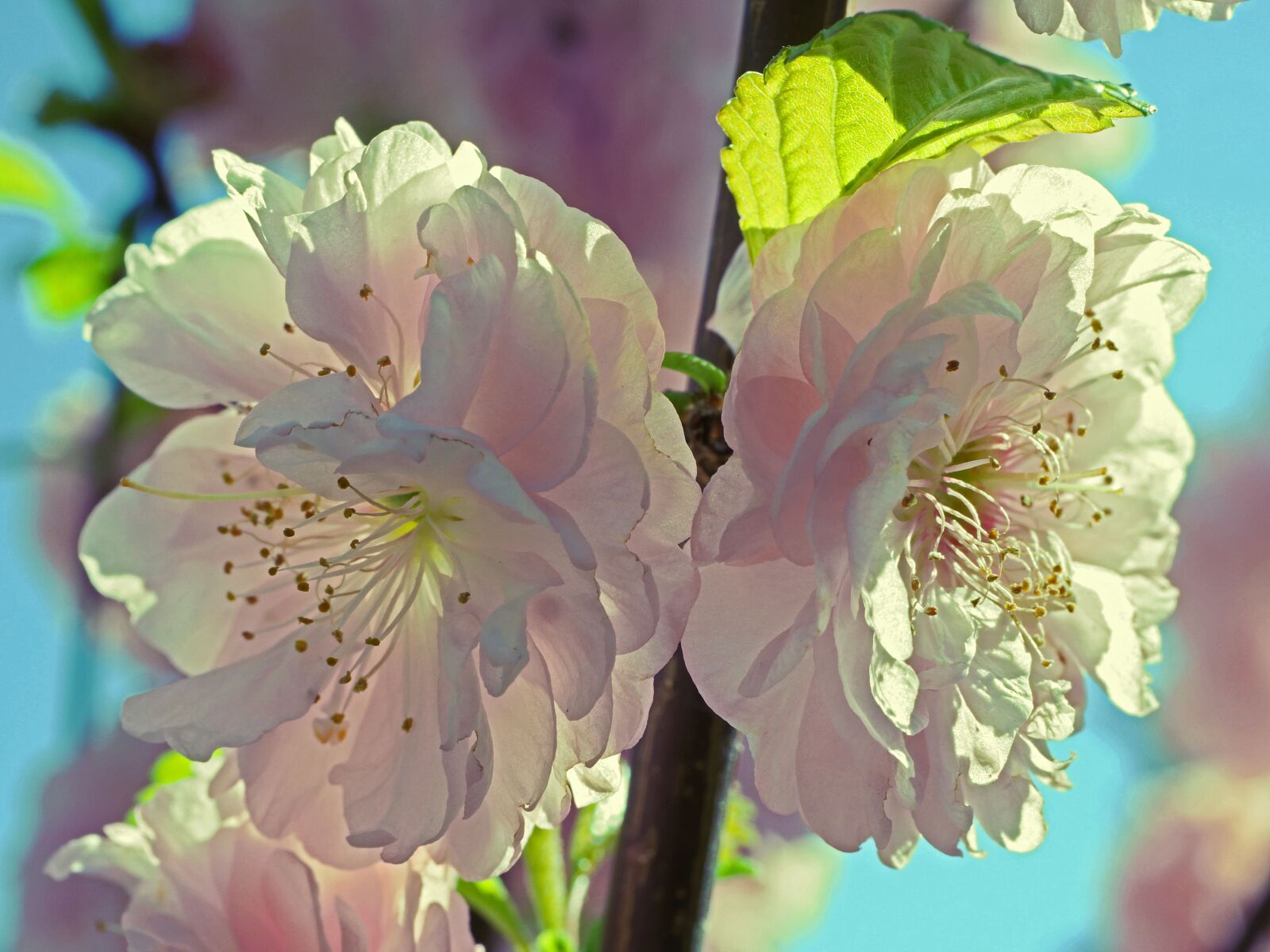 Panasonic Lumix DMC-GX8 sample photo. Almond blossom, flowers, petals photography