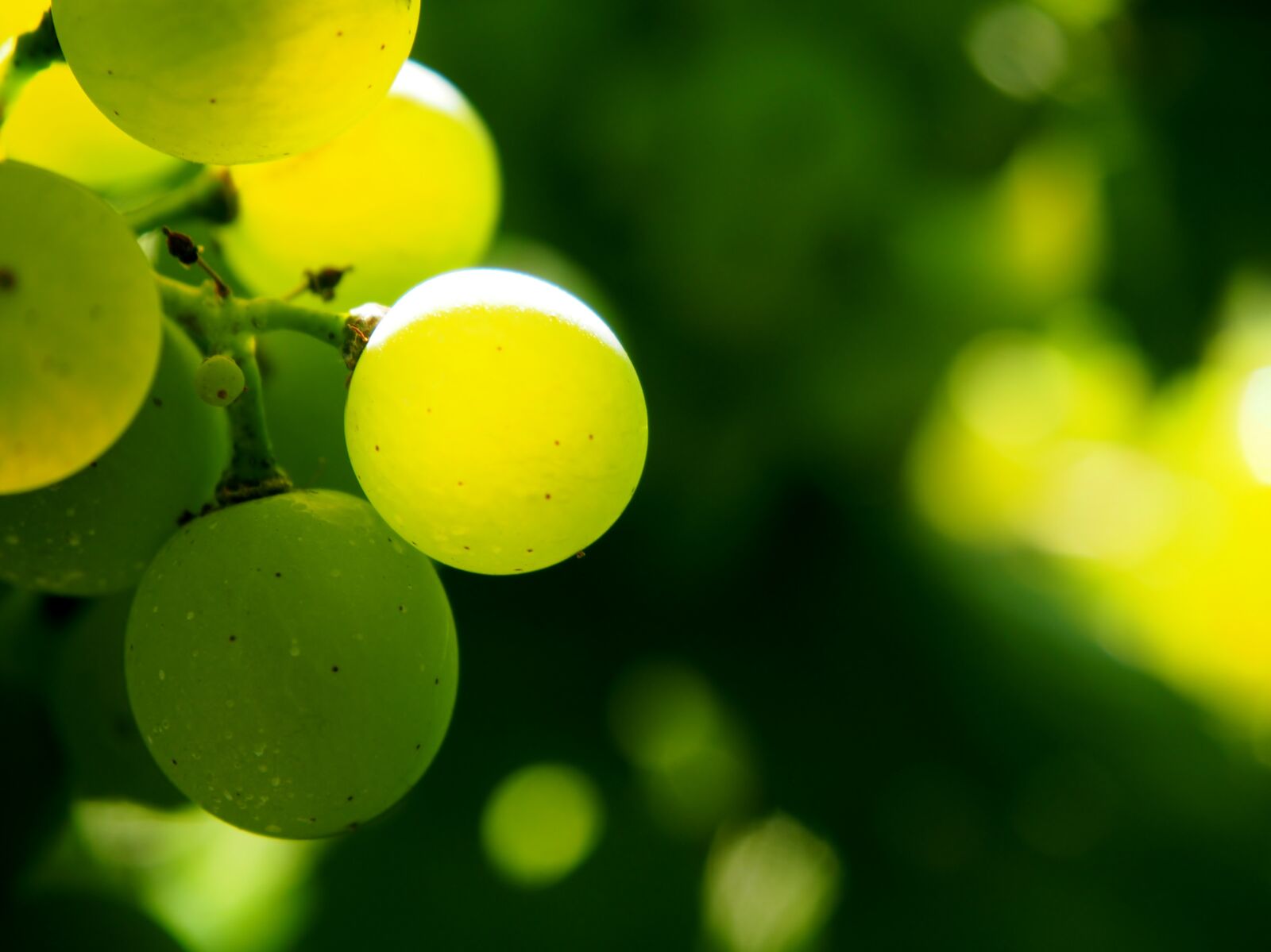 Olympus OM-D E-M10 sample photo. Vineyard, vines, green photography