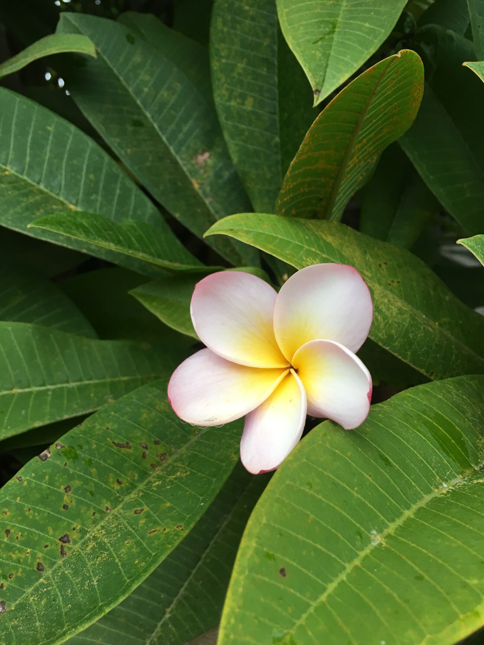 Apple iPhone 6s sample photo. Last, frangipani, of, the photography