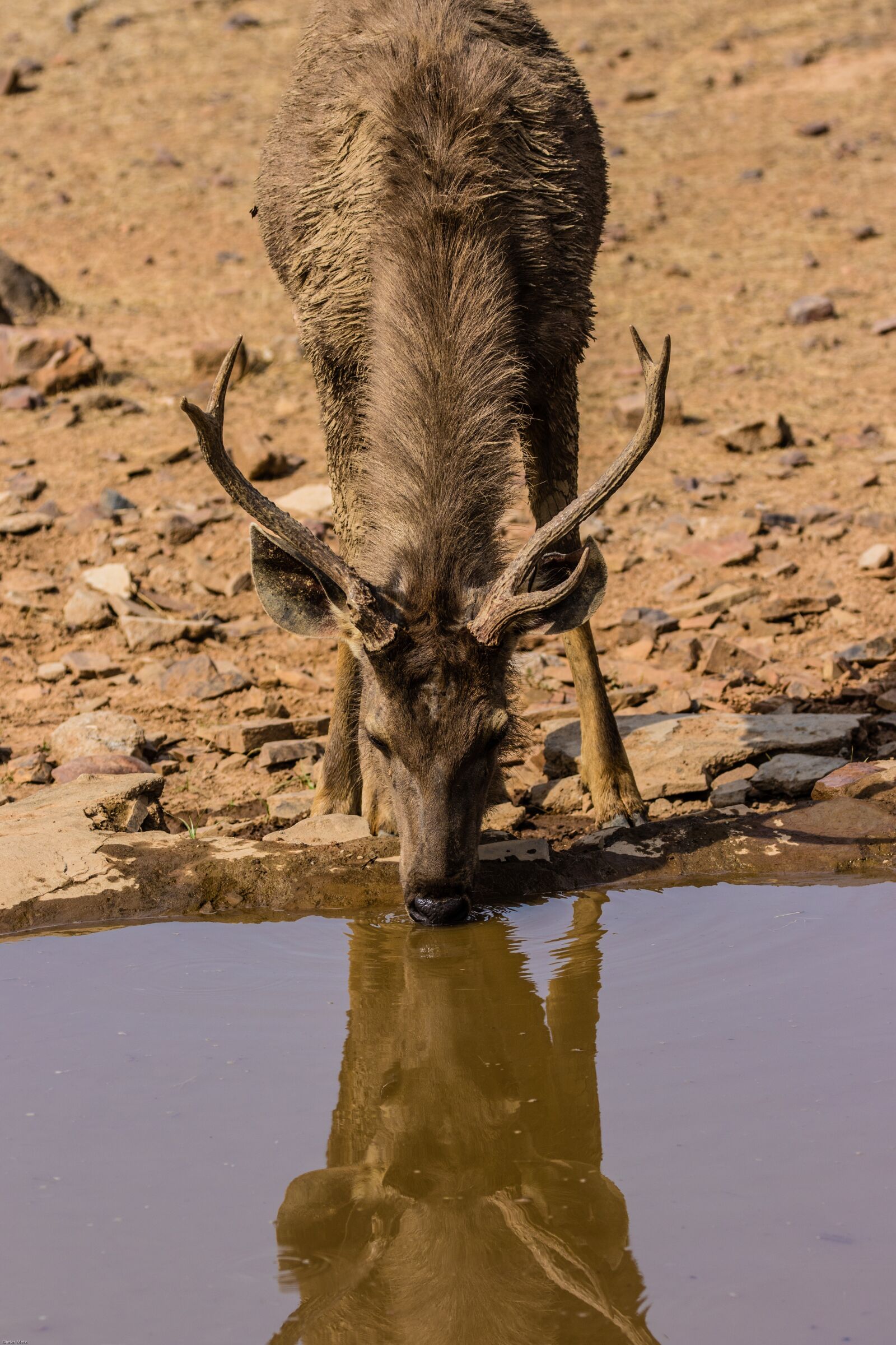 Canon EOS 7D Mark II sample photo. India, ranthambore, national park photography
