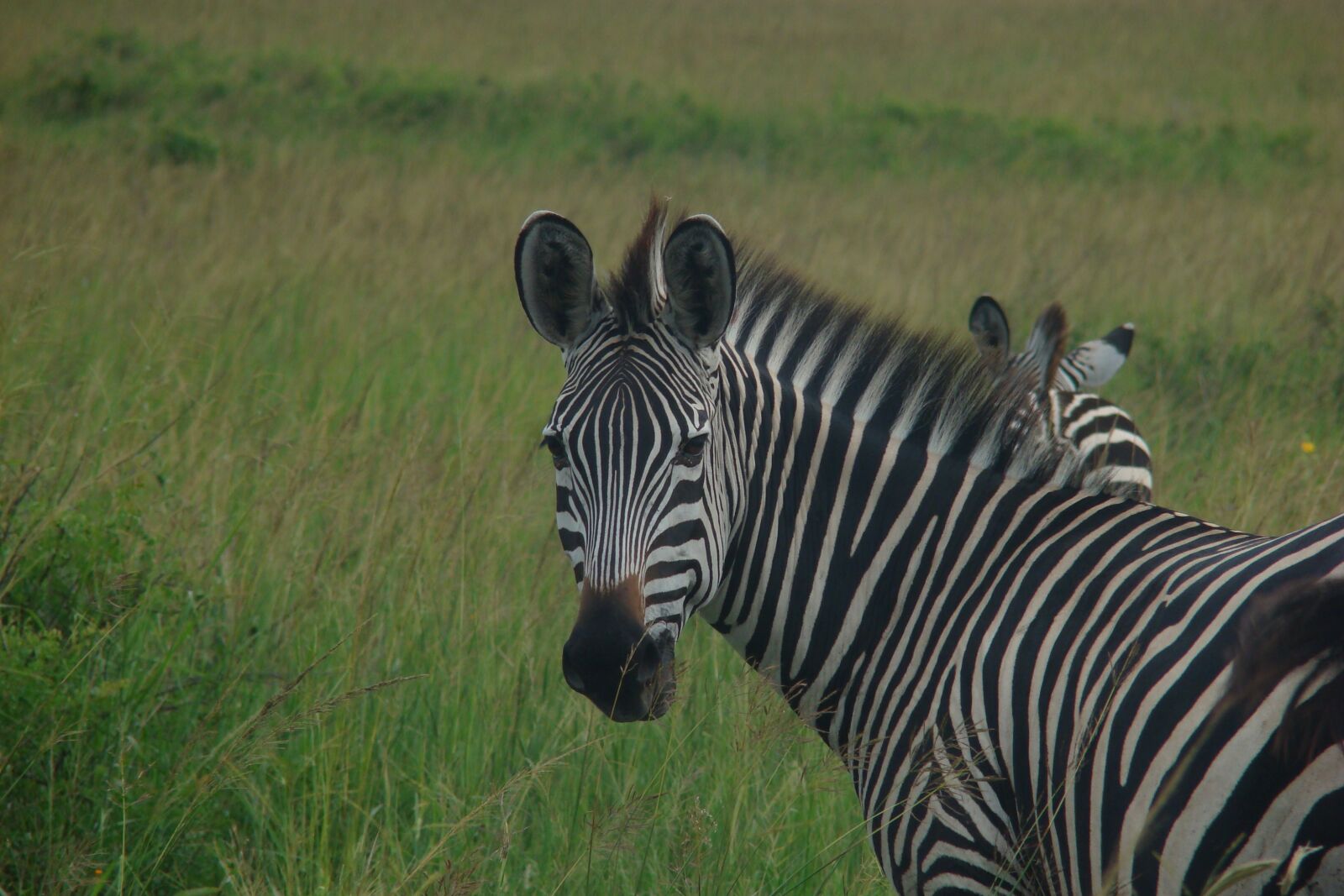 Sony DSC-H7 sample photo. Zebra, tanzania, animal photography