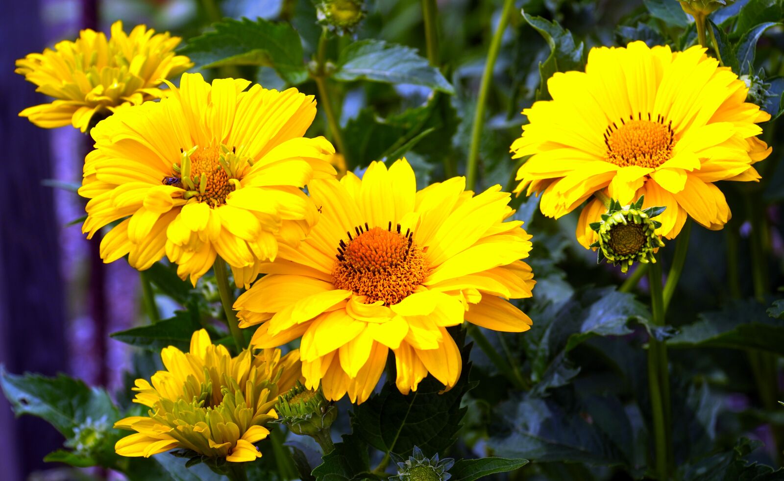 Sony E PZ 18-105mm F4 G OSS sample photo. Mädchenauge, flower, yellow photography