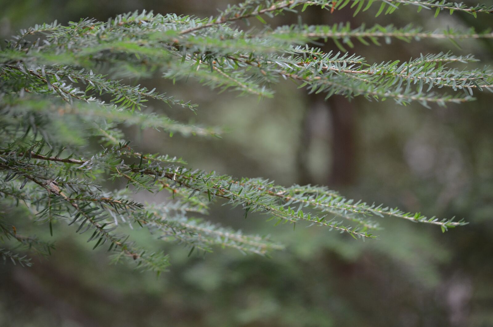 Nikon D5100 sample photo. Forest, nature, leaves photography