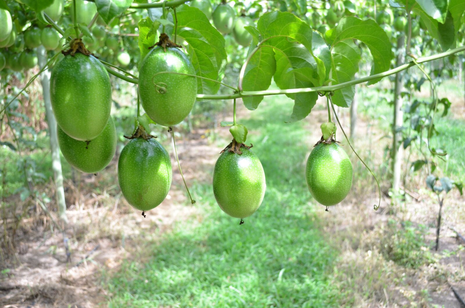 Nikon D5100 sample photo. Passion fruit, agriculture, crop photography