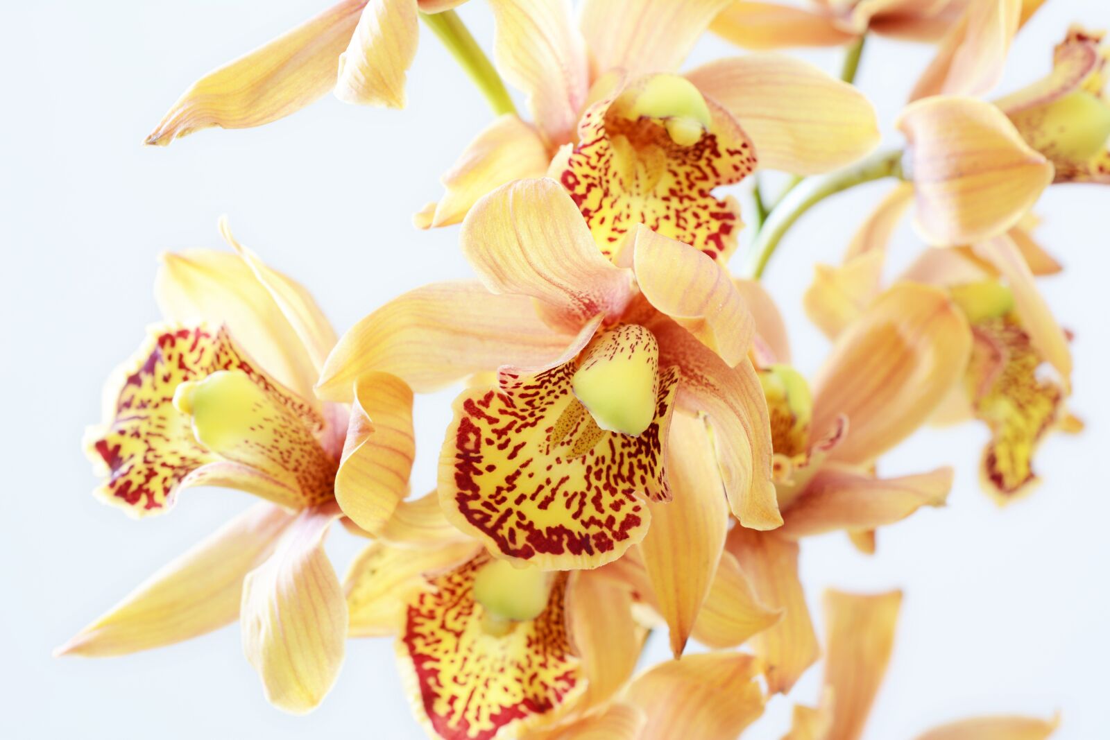 Nikon D7100 sample photo. Orchid, orange, blossom photography