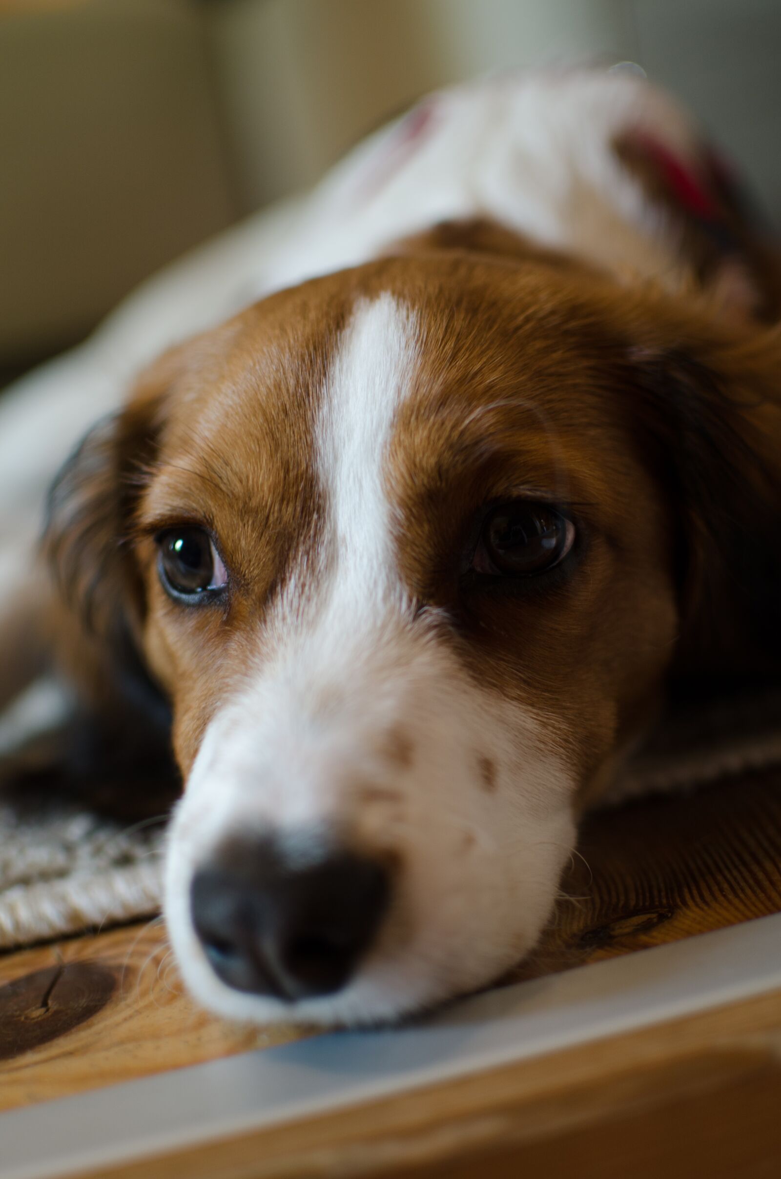 Nikon D7000 sample photo. Dog, pet, animal photography