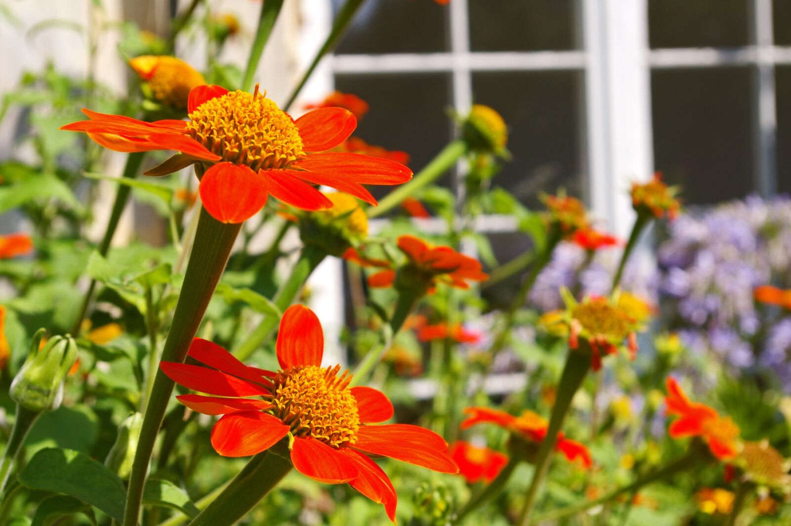 Pentax *ist DL2 sample photo. Summer flower, nature, summer photography