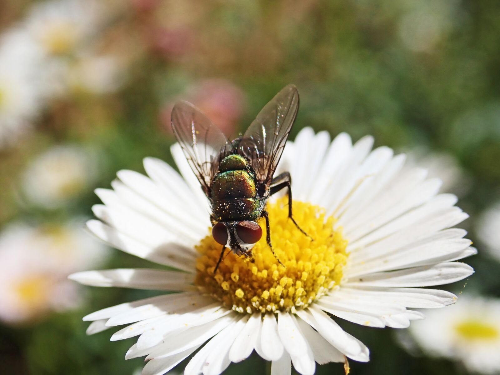 Olympus TG-5 sample photo. Fly, insect, pollen photography