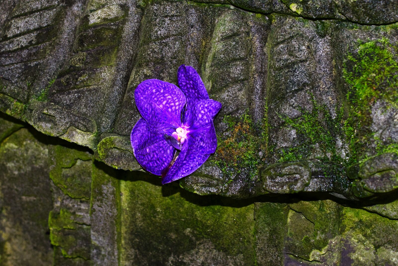 Nikon D3400 sample photo. Flower, florida, garden photography