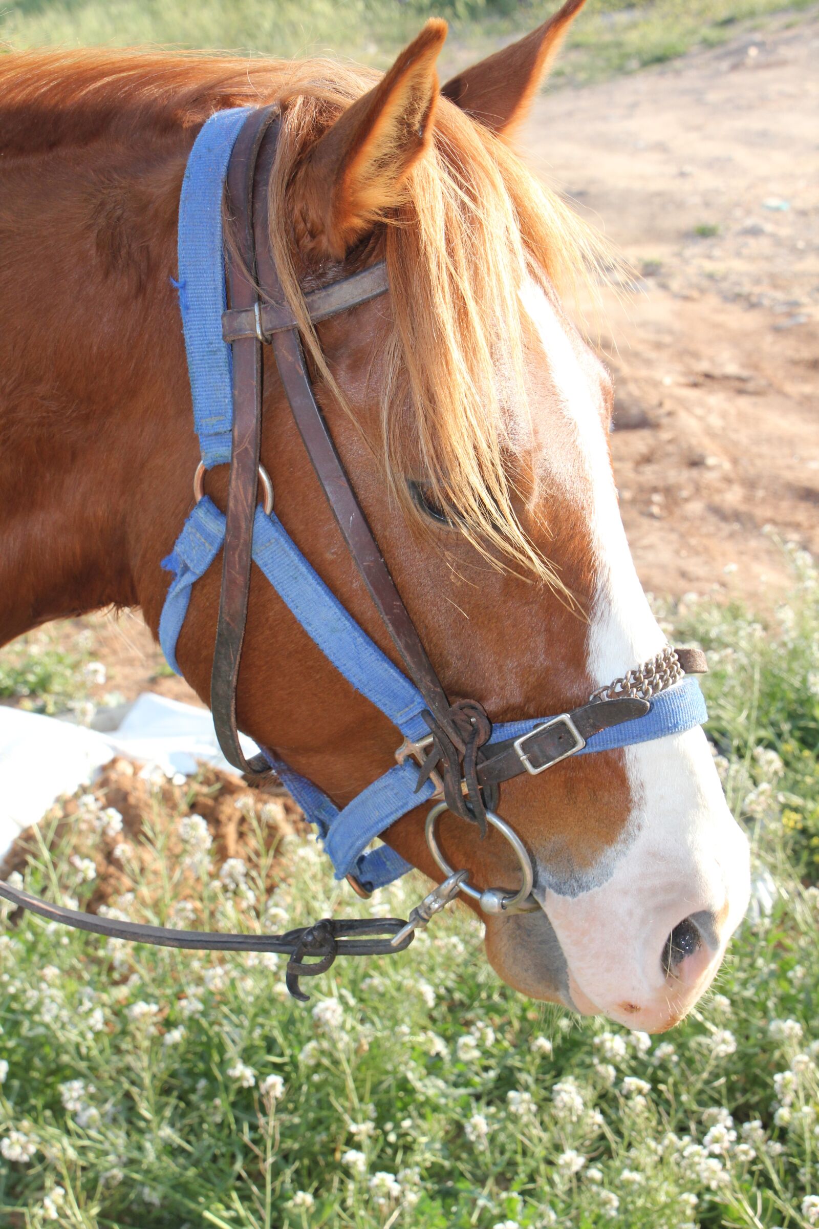 Canon EOS 550D (EOS Rebel T2i / EOS Kiss X4) sample photo. Horse, brown, nature photography