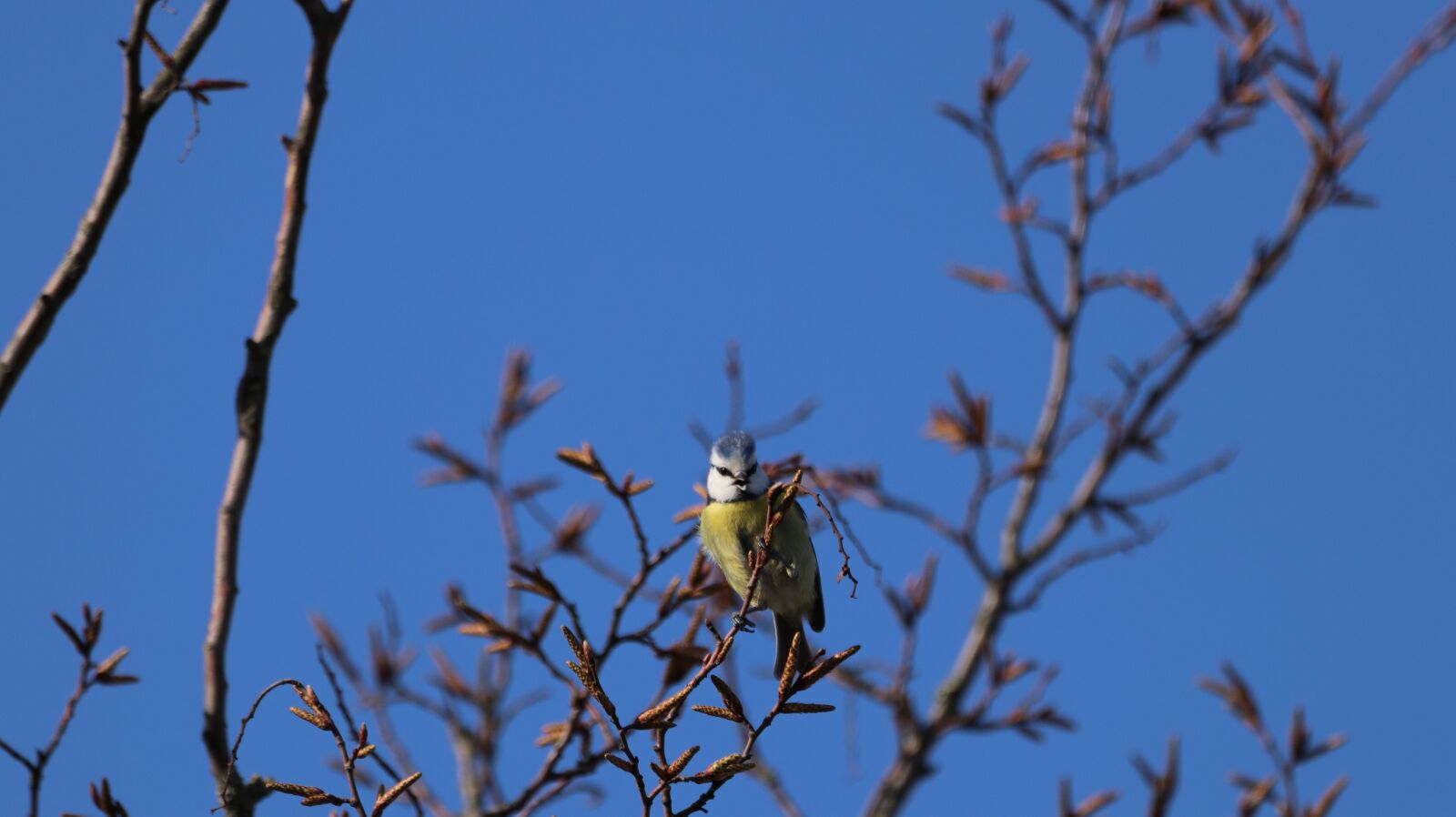 150-600mm F5-6.3 DG OS HSM | Contemporary 015 sample photo. Bird, nature, branch photography