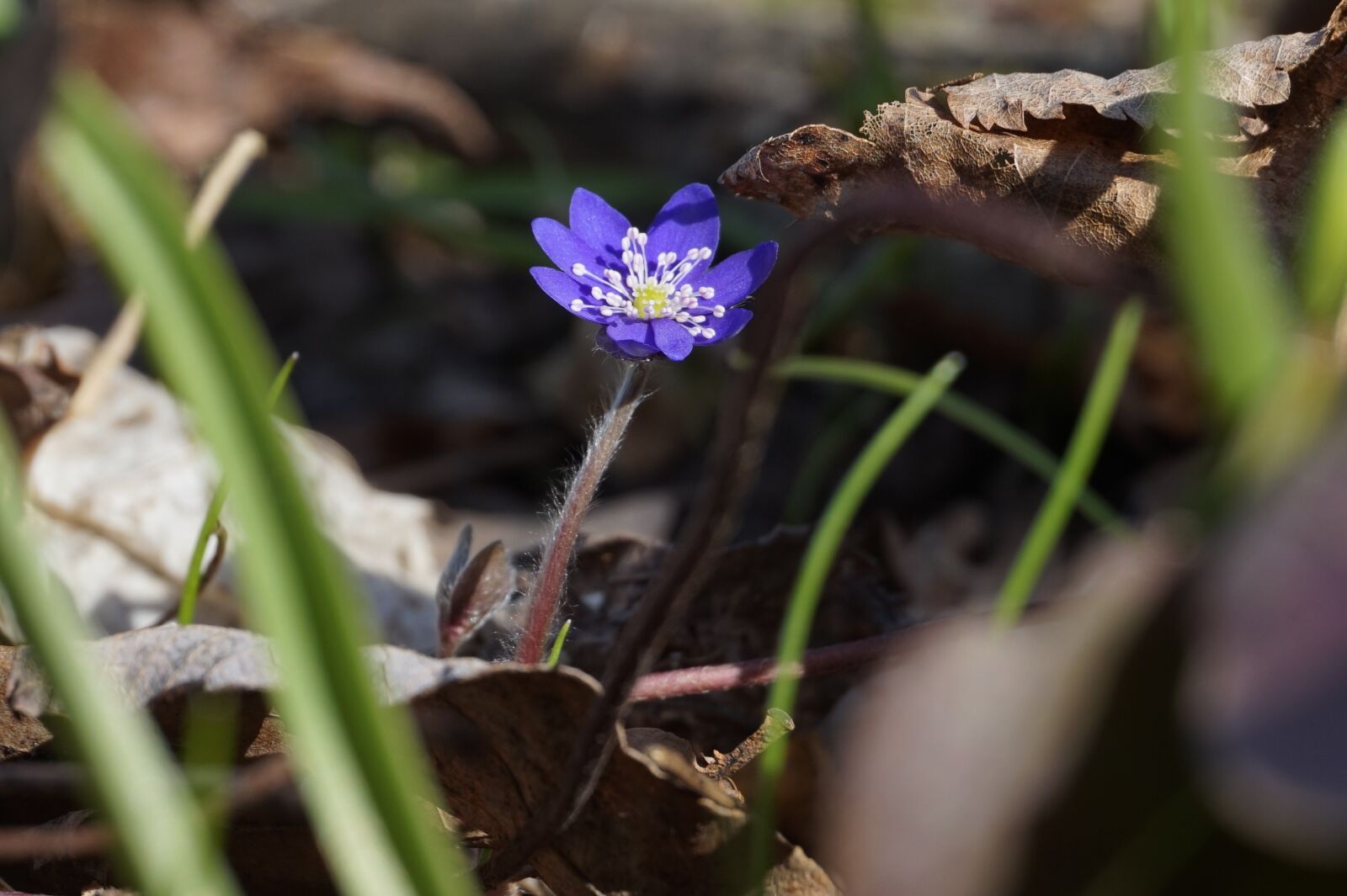 Sony Alpha a5000 (ILCE 5000) sample photo. Spring forward, flower, nature photography