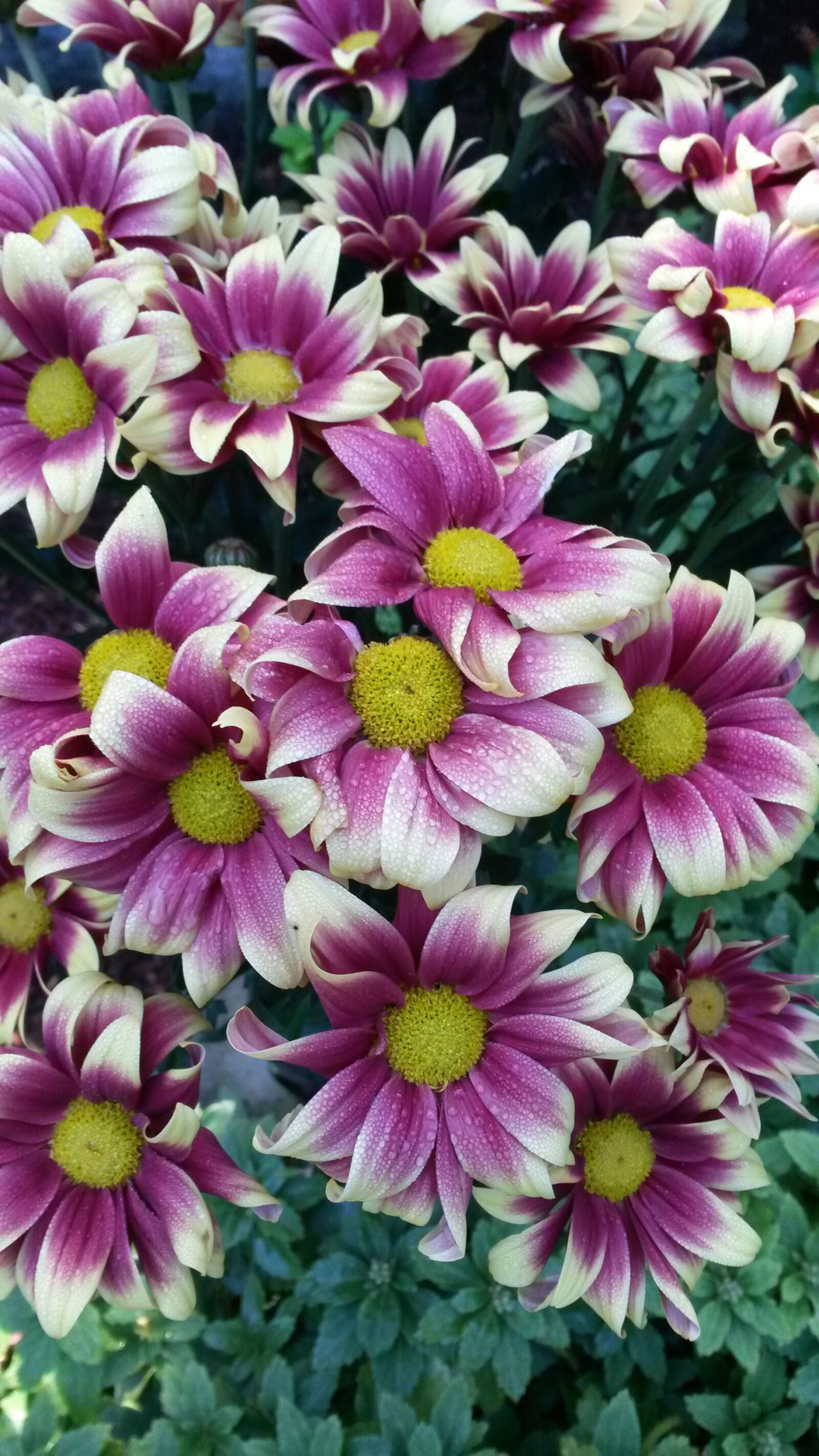 Samsung Galaxy S4 Mini sample photo. Plant, nature, blossom photography