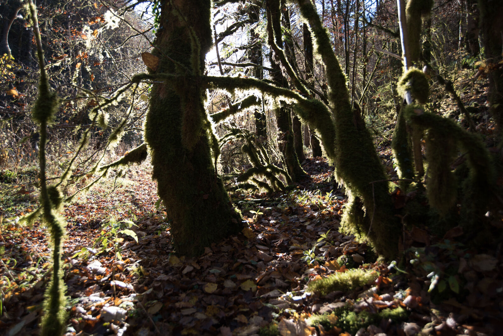 Nikon AF Nikkor 18-35mm F3.5-4.5D IF ED sample photo. Forest, light, sun, tree photography