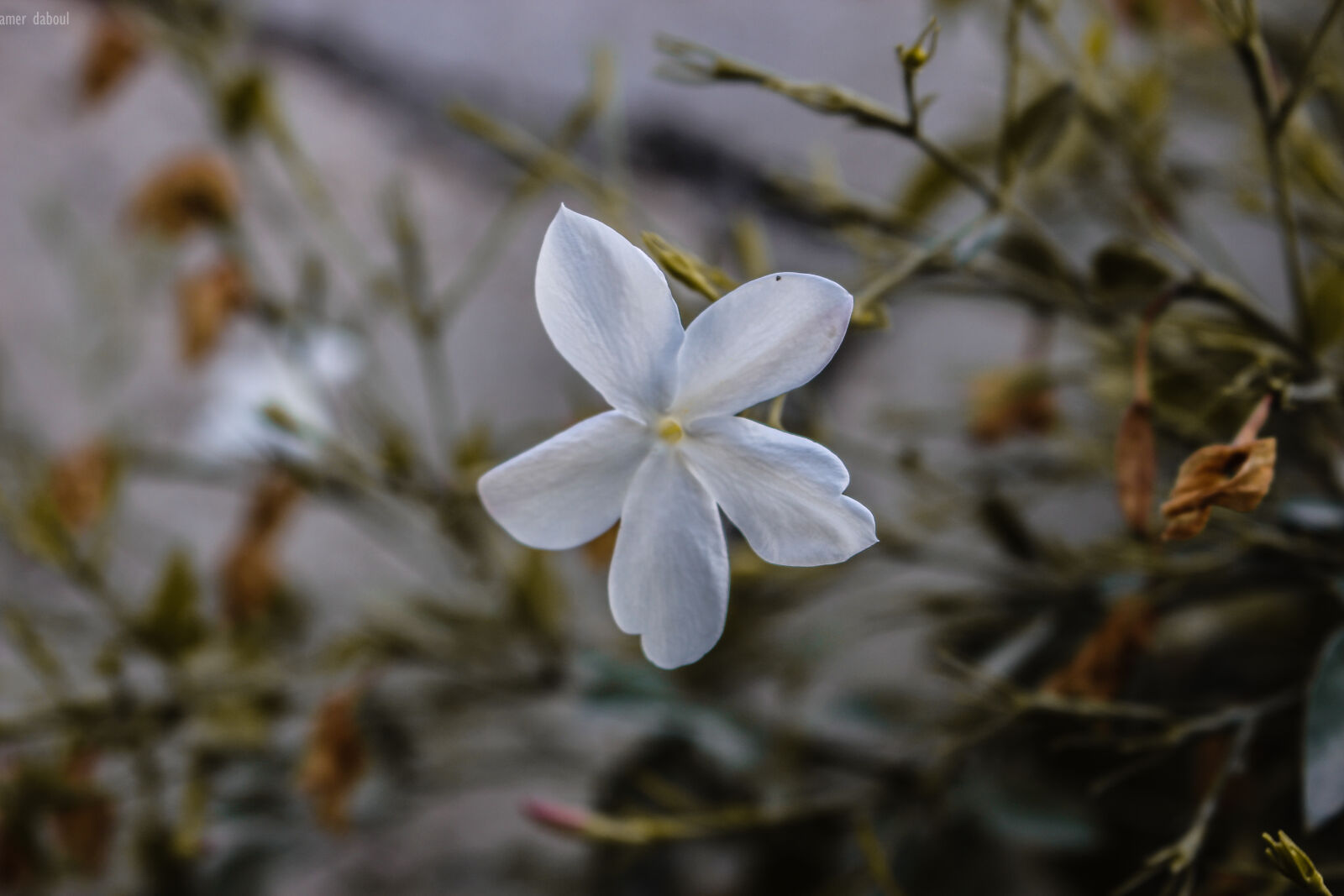 Canon EOS 700D (EOS Rebel T5i / EOS Kiss X7i) sample photo. Flower, jasmin, rose photography