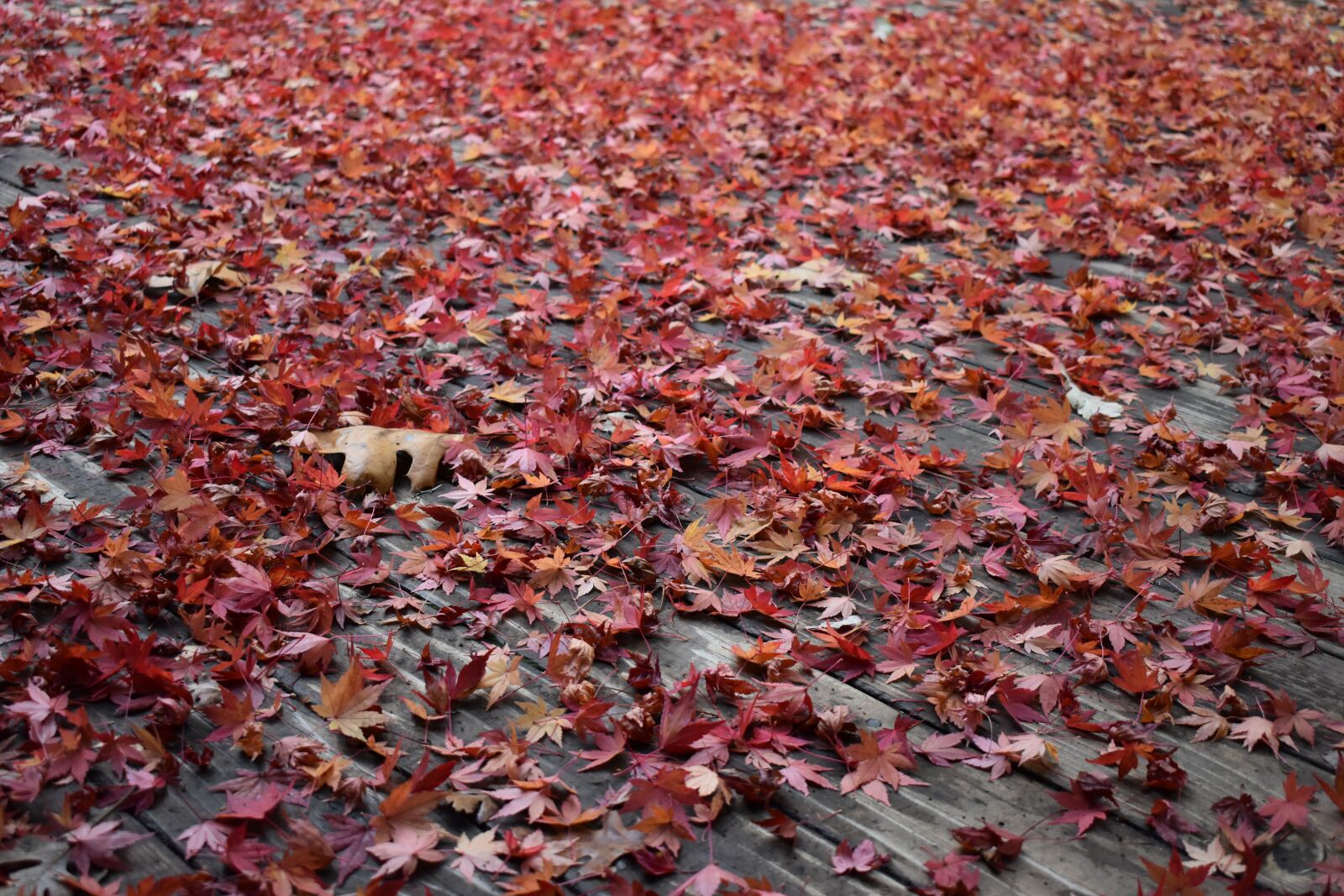 Nikon D3500 sample photo. Fallen leaves, autumn, red photography