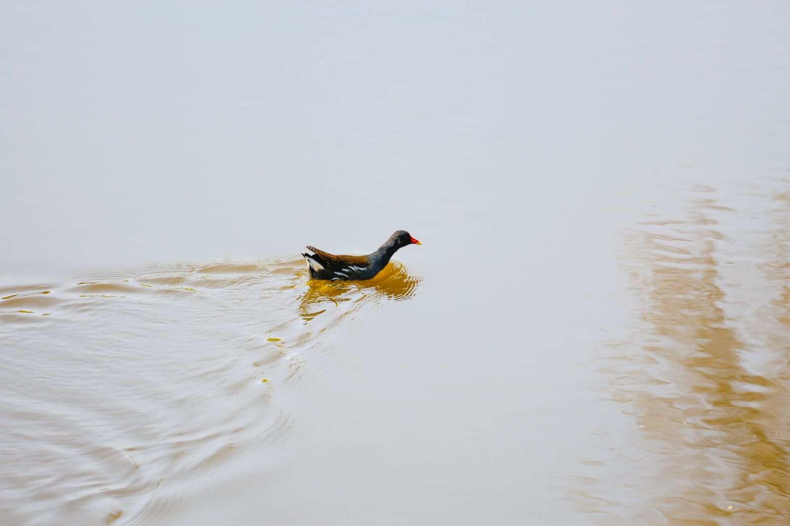 Canon EF 100-400mm F4.5-5.6L IS USM sample photo. Duck, animal, bird photography