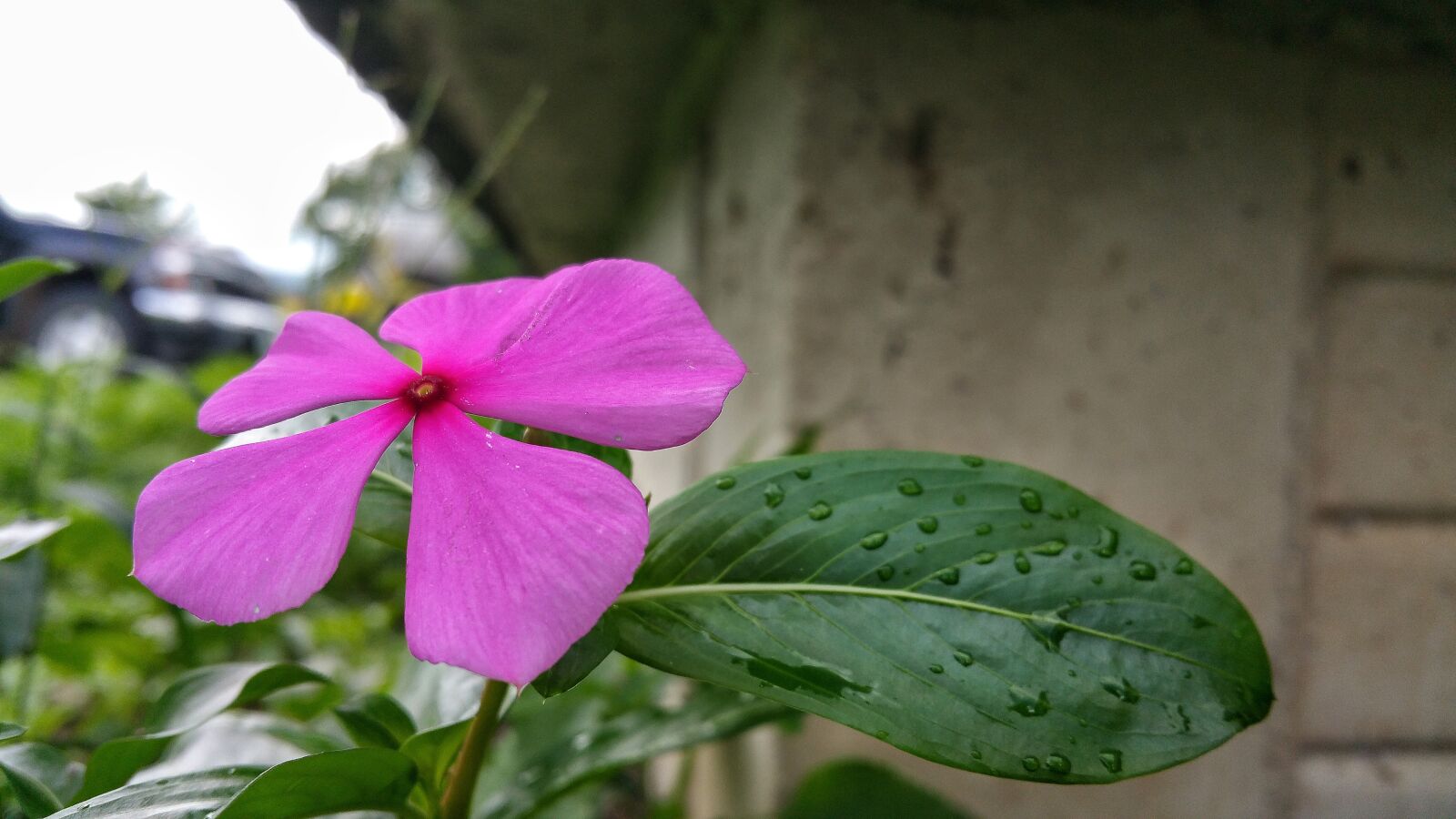 Samsung Galaxy Note4 sample photo. Flower, wall, concrete photography