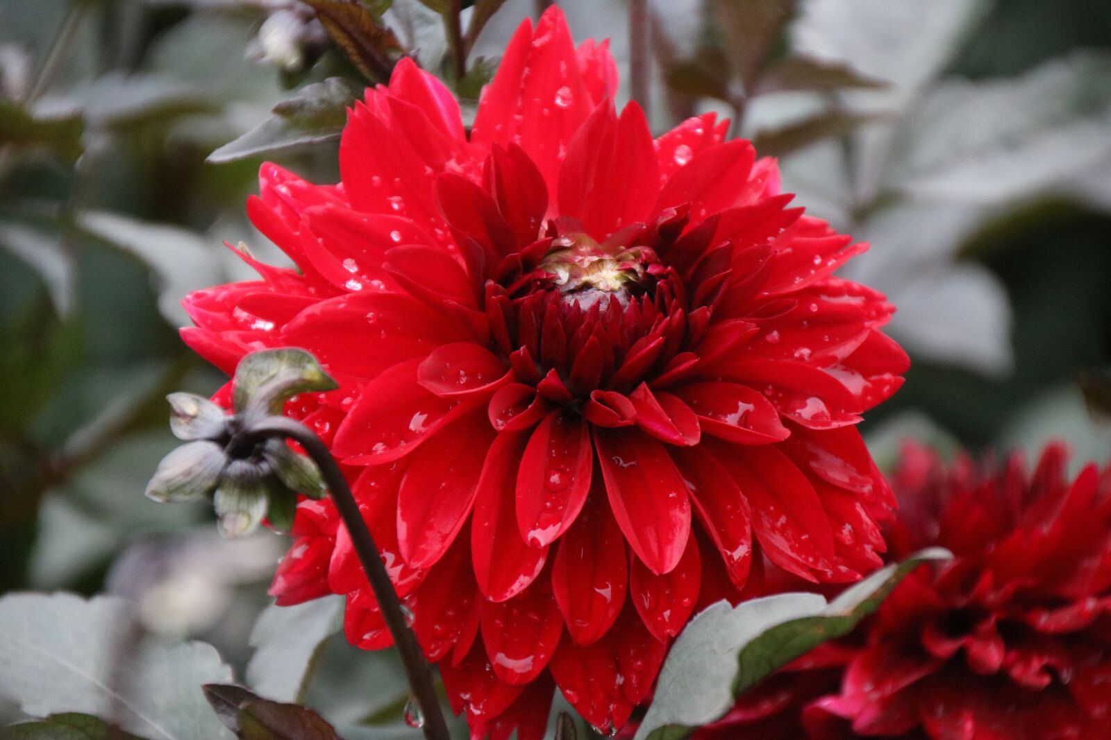 Canon EOS 750D (EOS Rebel T6i / EOS Kiss X8i) sample photo. Flower, red, nature photography