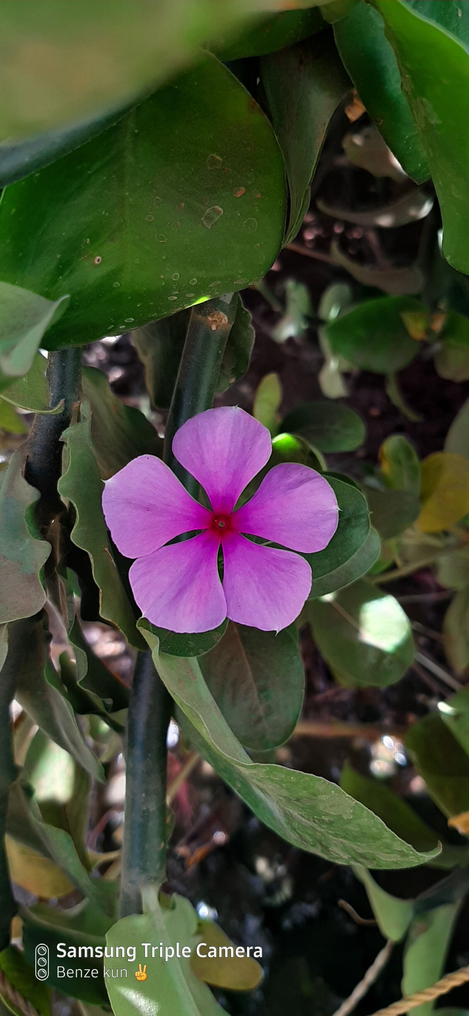 Samsung Galaxy A50 sample photo. Flower, benze, nice photography