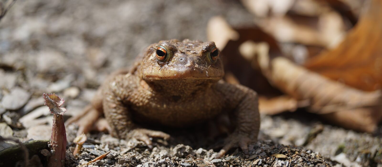 Sony DT 18-55mm F3.5-5.6 SAM II sample photo. Wildlife, nature, animal kingdom photography