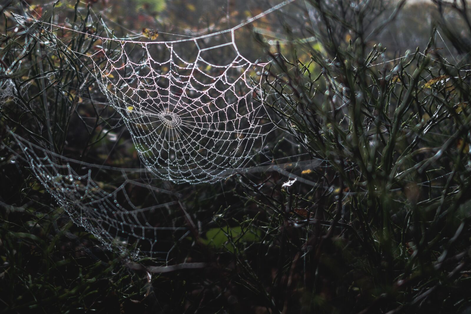 Sony Cyber-shot DSC-RX100 II sample photo. Forest, cobweb, spider photography