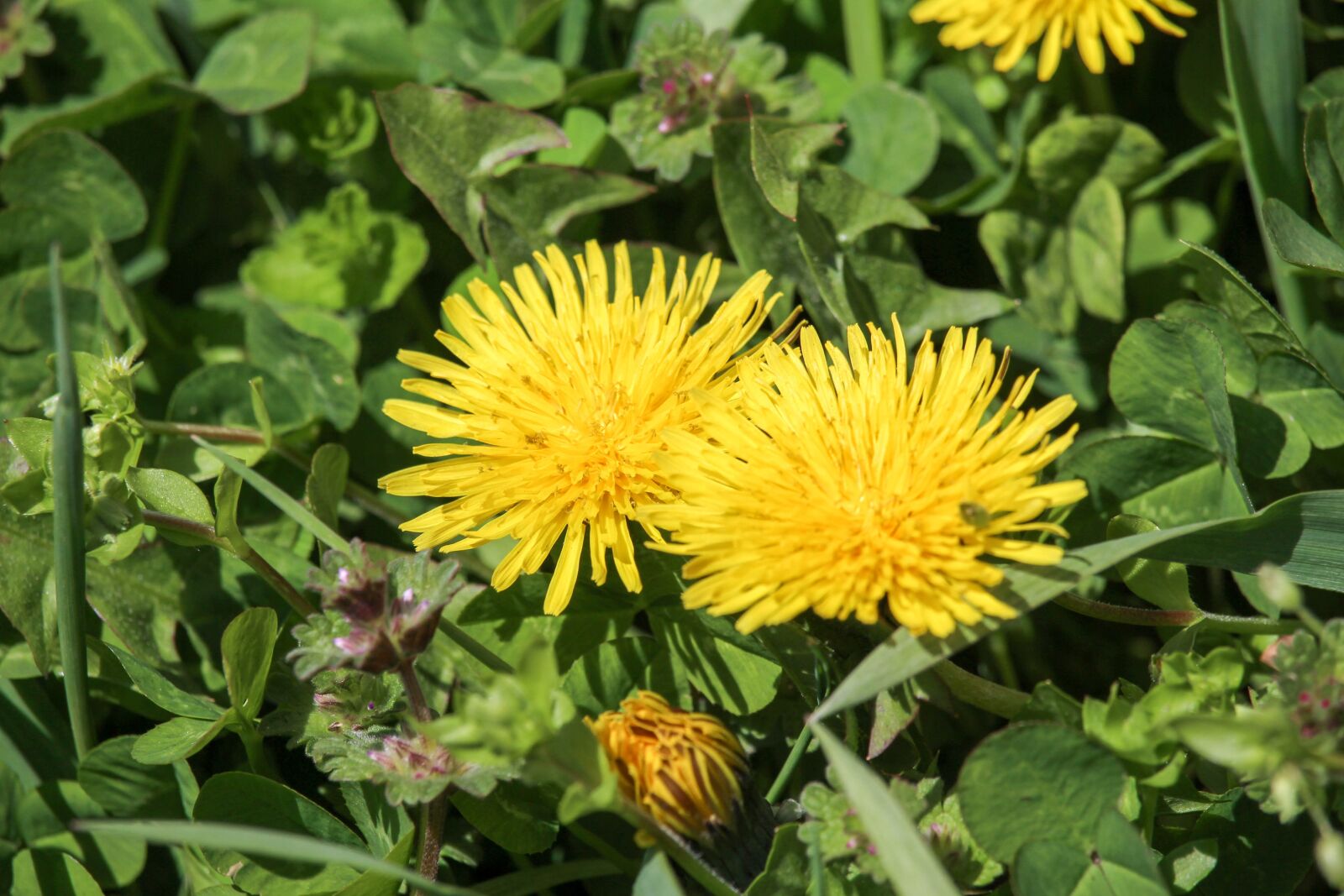 Canon EOS 700D (EOS Rebel T5i / EOS Kiss X7i) sample photo. Flower, flora, nature photography