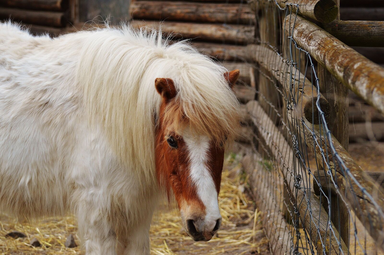 Nikon D3200 sample photo. Pony, wildpark poing, white photography