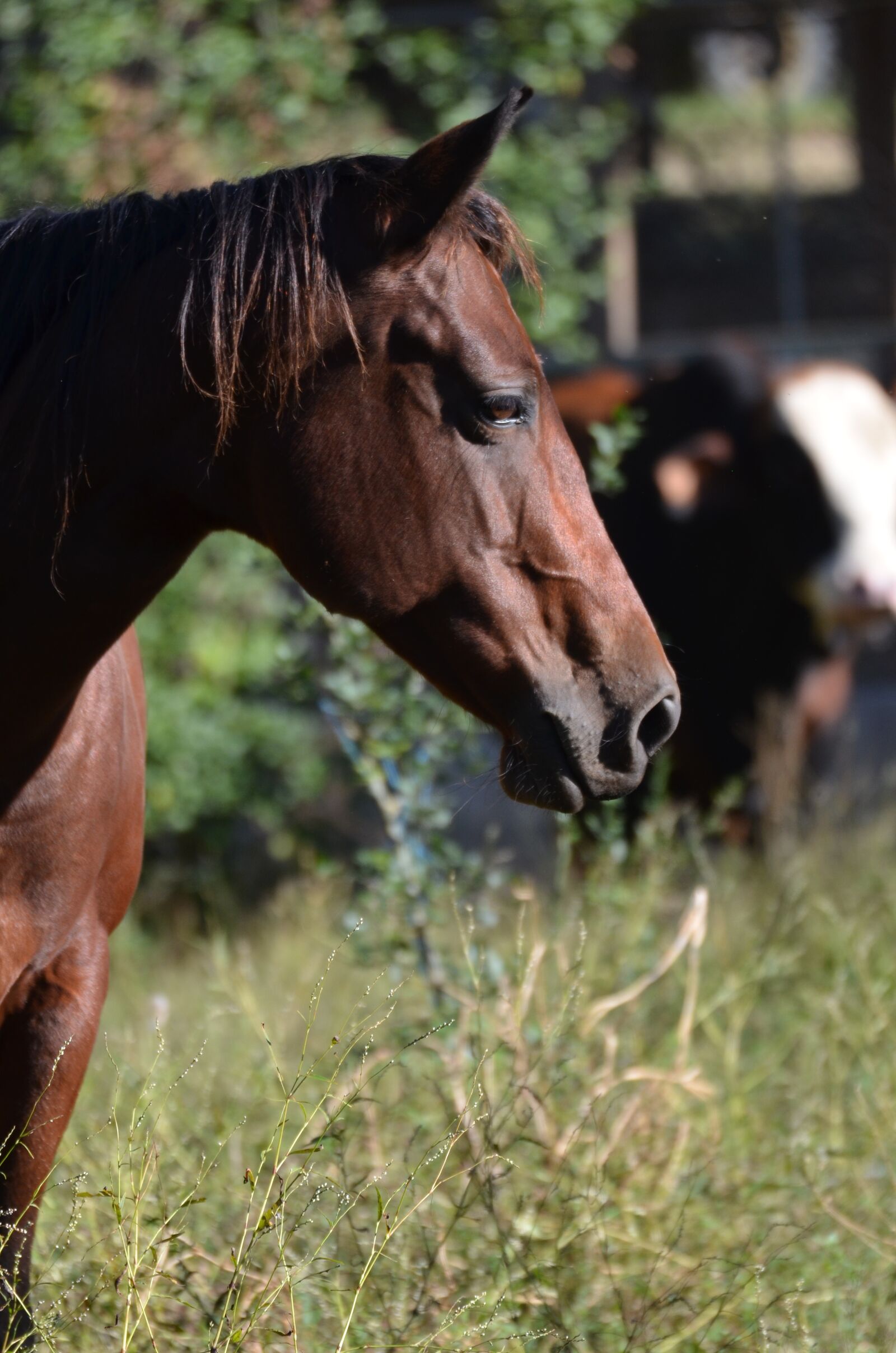 Nikon D7000 sample photo. Horse, mare, farm photography