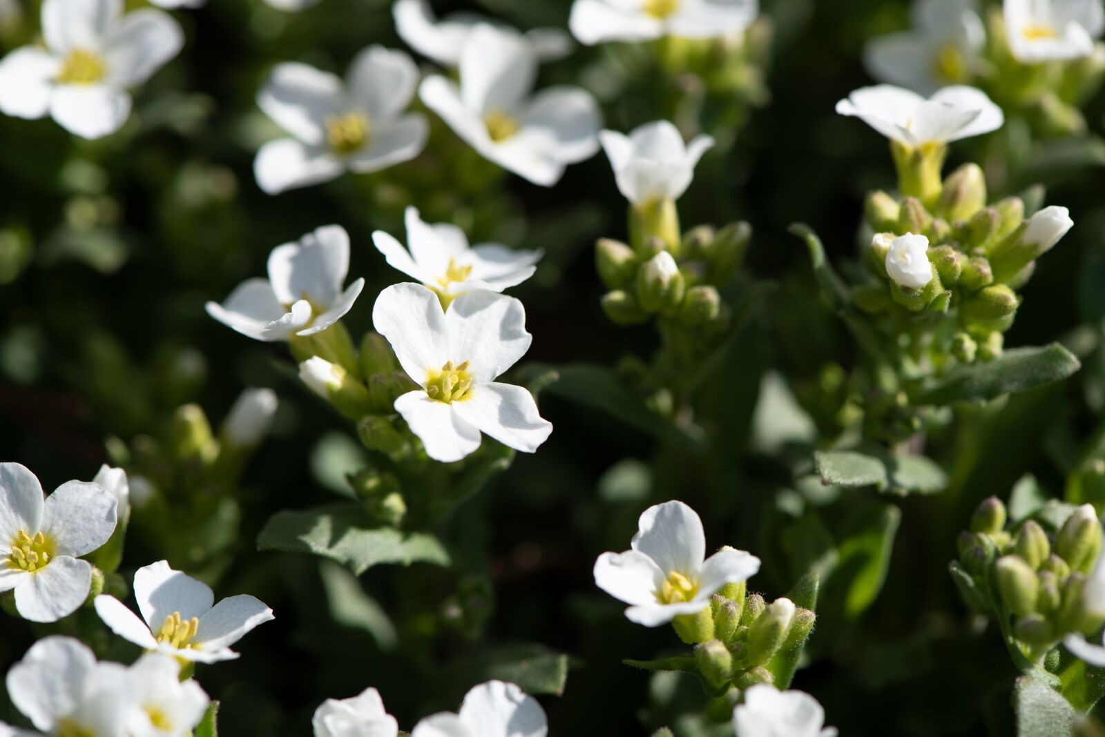 Nikon D750 sample photo. Plant, flowers, white photography