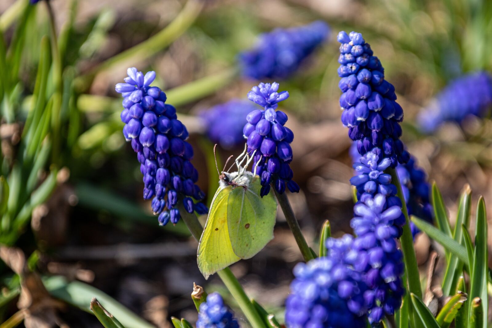 Canon EOS 750D (EOS Rebel T6i / EOS Kiss X8i) + Canon TS-E 90mm F2.8 Tilt-Shift sample photo. Perlehyacint, blue, spring photography