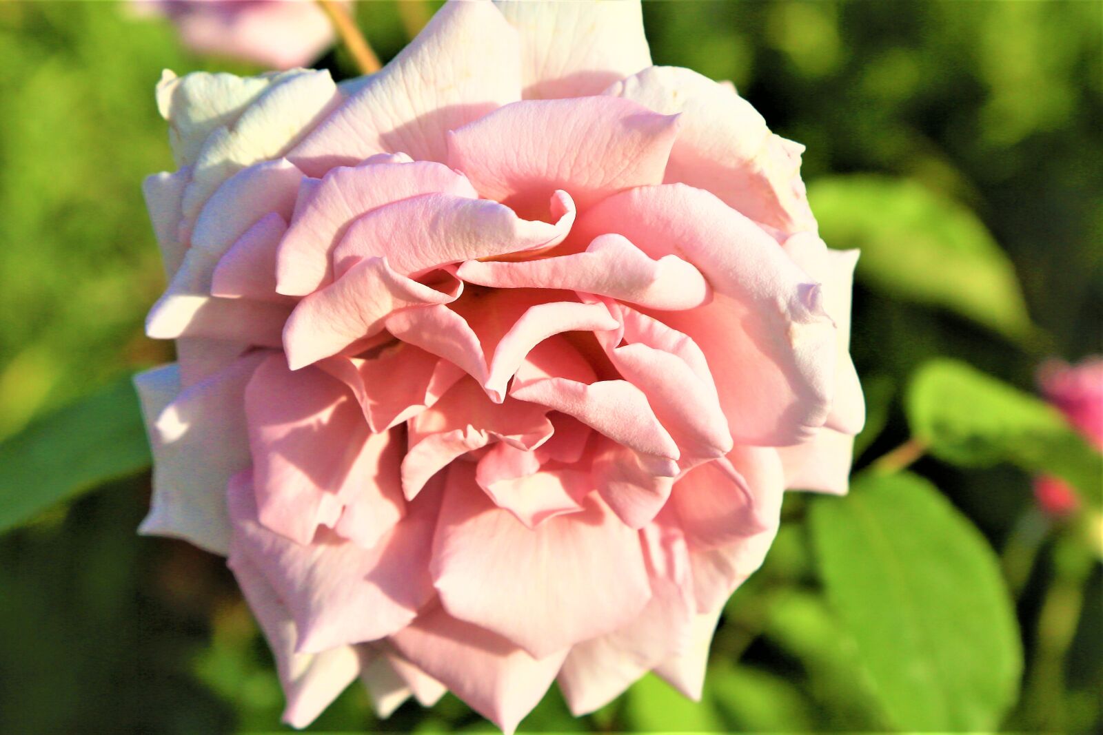 Canon EF 24-105mm F4L IS USM sample photo. Rose, spring, pink photography