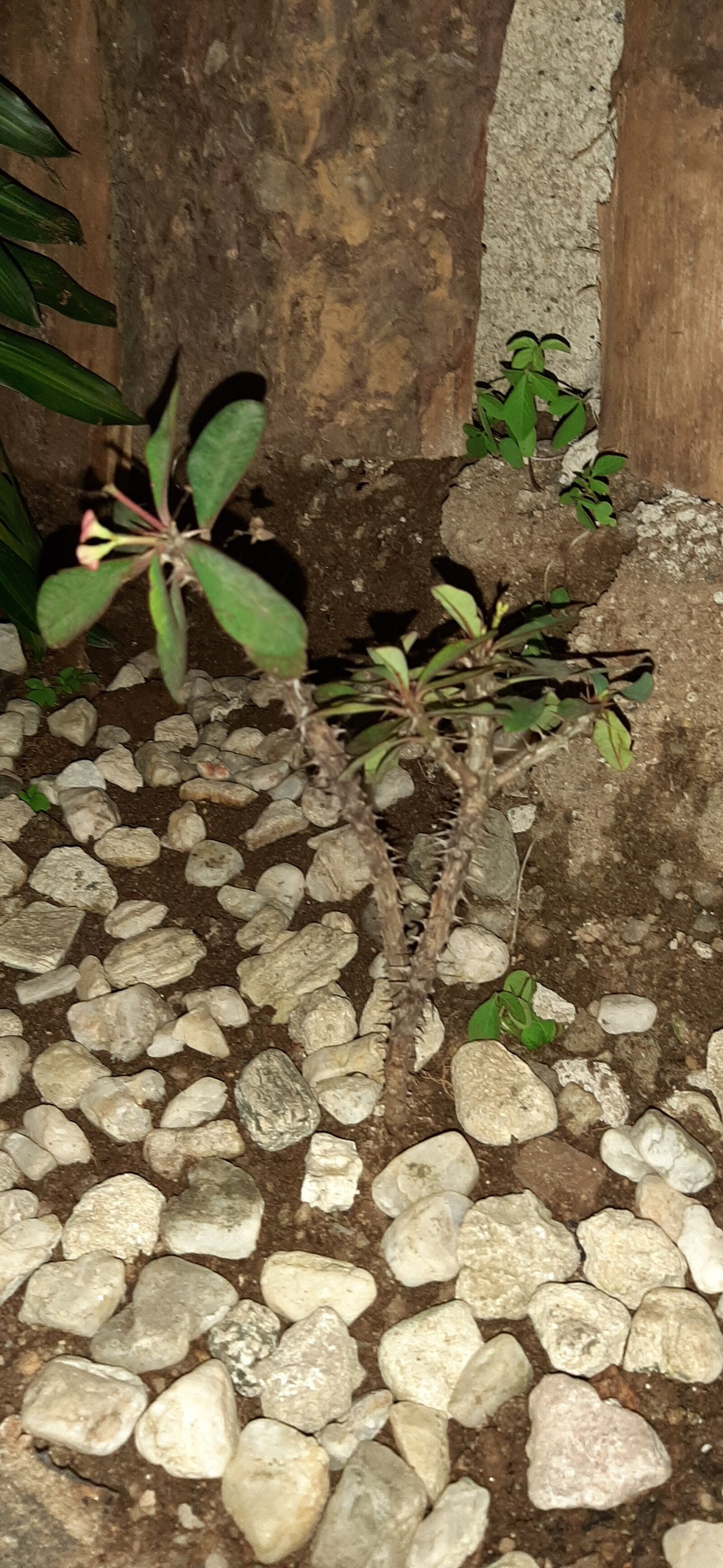 Samsung Galaxy A50 sample photo. Plantas, flora, flores photography