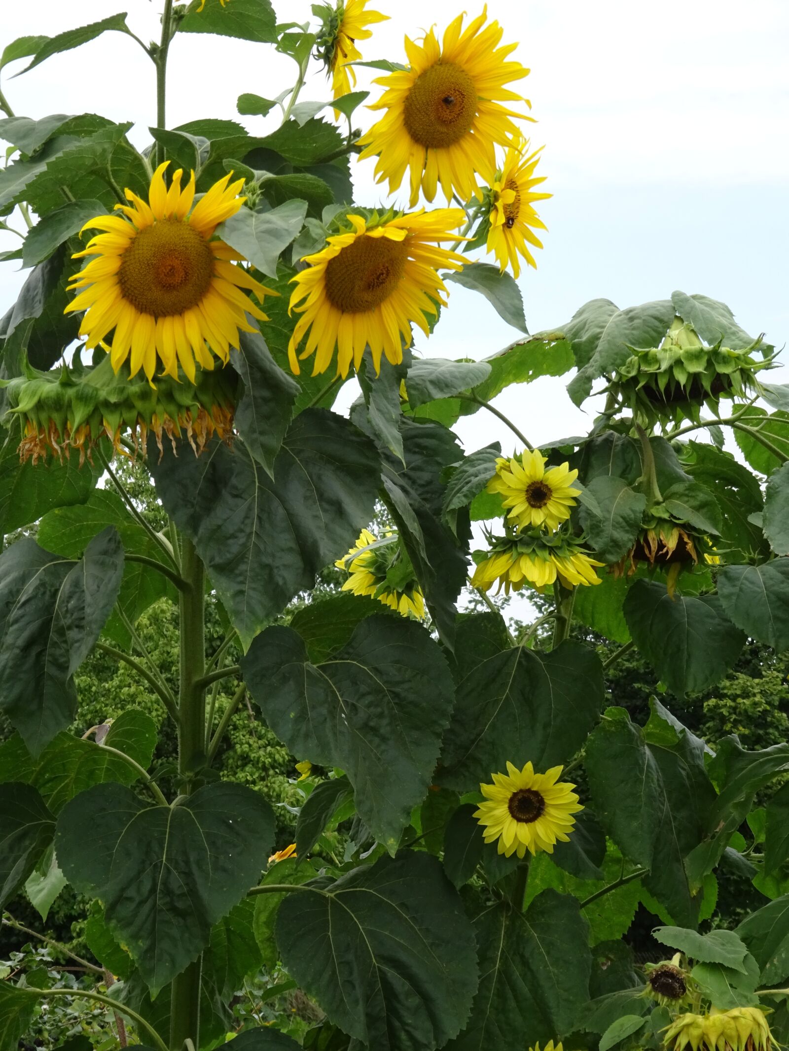 Sony Cyber-shot DSC-WX350 sample photo. Sunflower, garden, summer photography