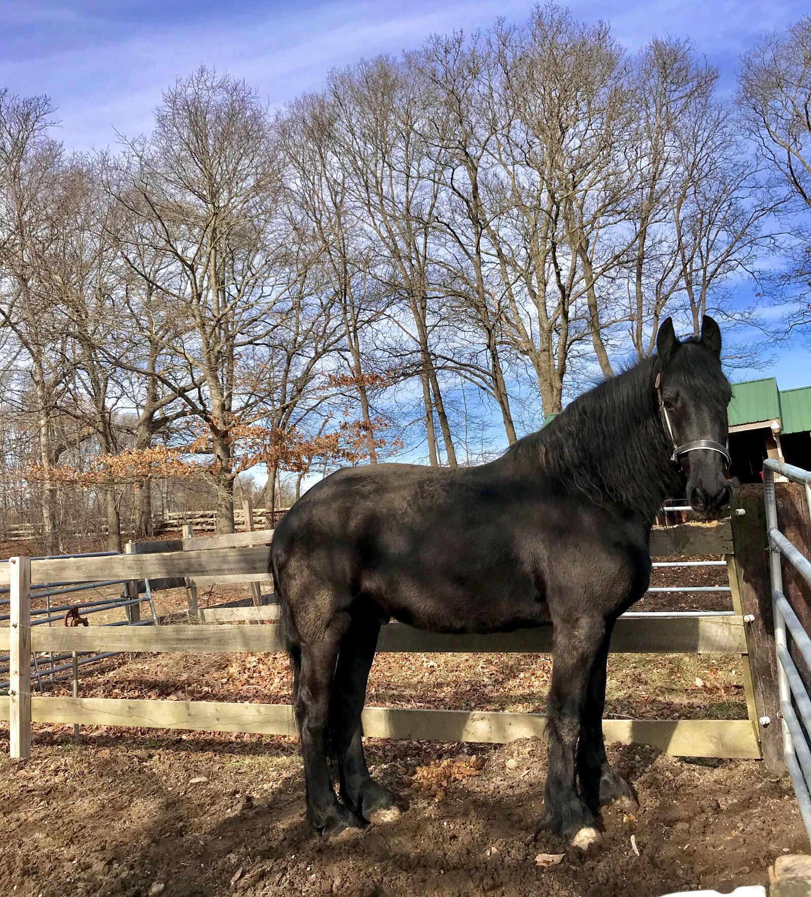 iPhone 7 Plus back dual camera 3.99mm f/1.8 sample photo. Friesian, fresian, horse photography